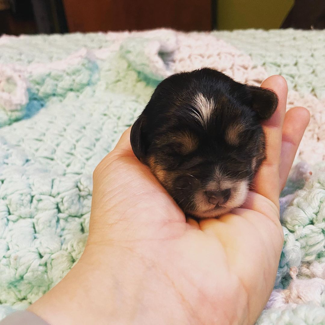 Little babies are ONE week old! <a target='_blank' href='https://www.instagram.com/explore/tags/fosteringsaveslives/'>#fosteringsaveslives</a> <a target='_blank' href='https://www.instagram.com/explore/tags/lastdaydogrescue/'>#lastdaydogrescue</a> <a target='_blank' href='https://www.instagram.com/explore/tags/puppies/'>#puppies</a> <a target='_blank' href='https://www.instagram.com/explore/tags/dogsofinstagram/'>#dogsofinstagram</a> <a target='_blank' href='https://www.instagram.com/explore/tags/barkbark/'>#barkbark</a> <a target='_blank' href='https://www.instagram.com/explore/tags/babies/'>#babies</a>