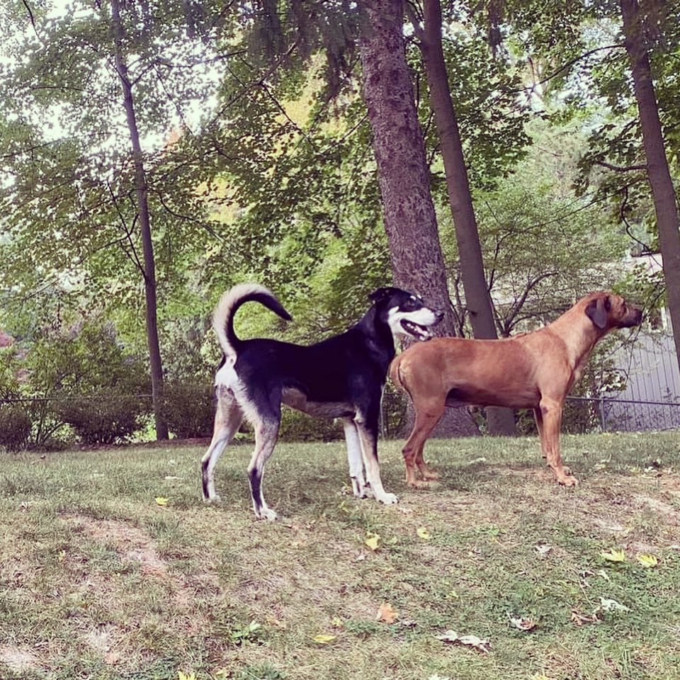 MOLLY ❤️❤️❤️
2-2.5 year old female Lab/Husky mix. Meet Molly! She is an amazingly well behaved 2 year old girl with so much love to give. Molly is house trained, crate trained, and knows a few commands. In fact she is so well trained that when you let her outside she will do her business immediately then run back in! She loves to give kisses and cuddle/nap with you on the couch, and she loves to go for walks but will get VERY excited when she sees a squirrel. She gets along with other dogs but definitely craves quality time with her human. If you want a loyal, cuddly, energetic, happy, and sweet dog, Molly is your girl!
- A fully fenced yard is required, no exceptions, no invisible fence. This girl deserves everything the world has to offer. We are looking for an active owner/family for this girl. 
To apply to adopt or meet Molly, please submit the Application for Adoption found at K9Orphans.org.