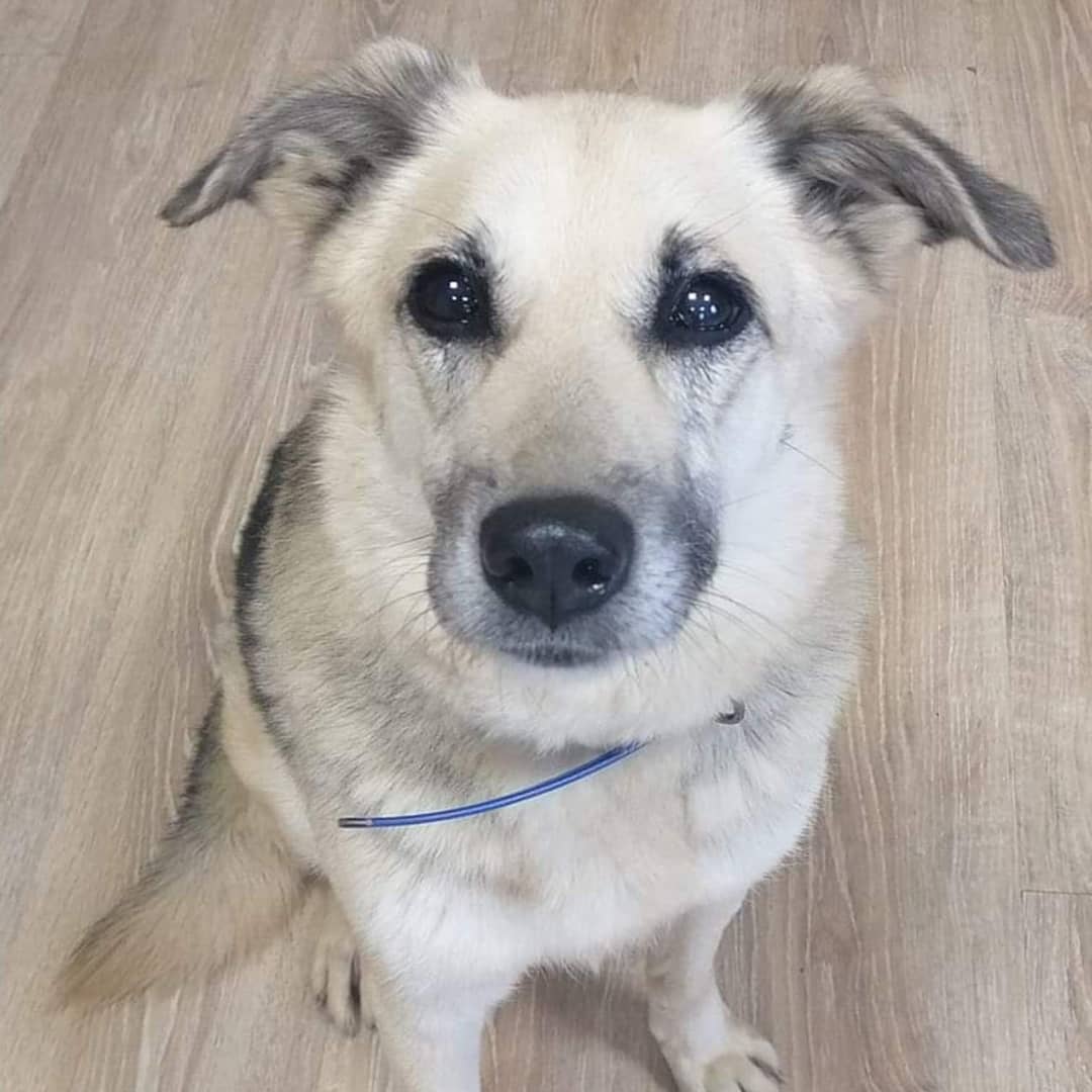 This is Tomochka. A 7 y.o. dog ​​who was left at a gas station near Moscow. It's been almost a year since Tomochka came into a shelter. The chances that someone will adopt her in Russia are slim. But Tomochka has a chance of finding a home in the USA and live many more years in a loving home. We are looking for people who are planning to fly from Moscow to New York and could take Tomochka with them. In Moscow, volunteers will pay for everything, arrange and put the dog on the flight, and upon arrival, we will meet Tomochka at the New York airport and pick her up. The dog will fly officially to our Furry Tales International Rescue, with all the necessary documents! The passenger only needs to register the dog on their ticket. I beg you, please help with re-posts! Let's get this girl home!
<a target='_blank' href='https://www.instagram.com/explore/tags/tomochka/'>#tomochka</a> <a target='_blank' href='https://www.instagram.com/explore/tags/flightbuddy/'>#flightbuddy</a> <a target='_blank' href='https://www.instagram.com/explore/tags/moscow/'>#moscow</a> <a target='_blank' href='https://www.instagram.com/explore/tags/newyork/'>#newyork</a> <a target='_blank' href='https://www.instagram.com/explore/tags/furrytalesinternational/'>#furrytalesinternational</a> <a target='_blank' href='https://www.instagram.com/explore/tags/flyhome/'>#flyhome</a>  <a target='_blank' href='https://www.instagram.com/explore/tags/helpherfly/'>#helpherfly</a> <a target='_blank' href='https://www.instagram.com/explore/tags/flightvolunteer/'>#flightvolunteer</a>