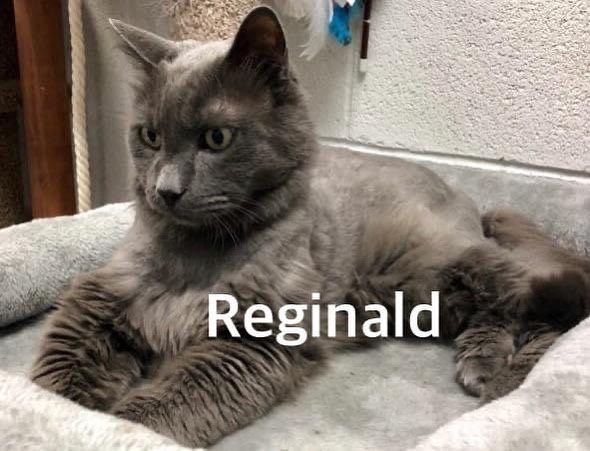 FUPI Cat of the Day

Reginald, may be a senior but he still has an abundance of love to give out. He is very affectionate and a few head scratches and pets will have him purring in no time. He is looking for the perfect home to spend his golden years with his furrever family. Regie comes neutered, chipped, deworm, vaccinated and snap tested. If you are interested in this wonderful boy, his adopt fee is just $40.00. 

Please submit an application at, https://forecloseduponpets.org/cat-adoption-application/