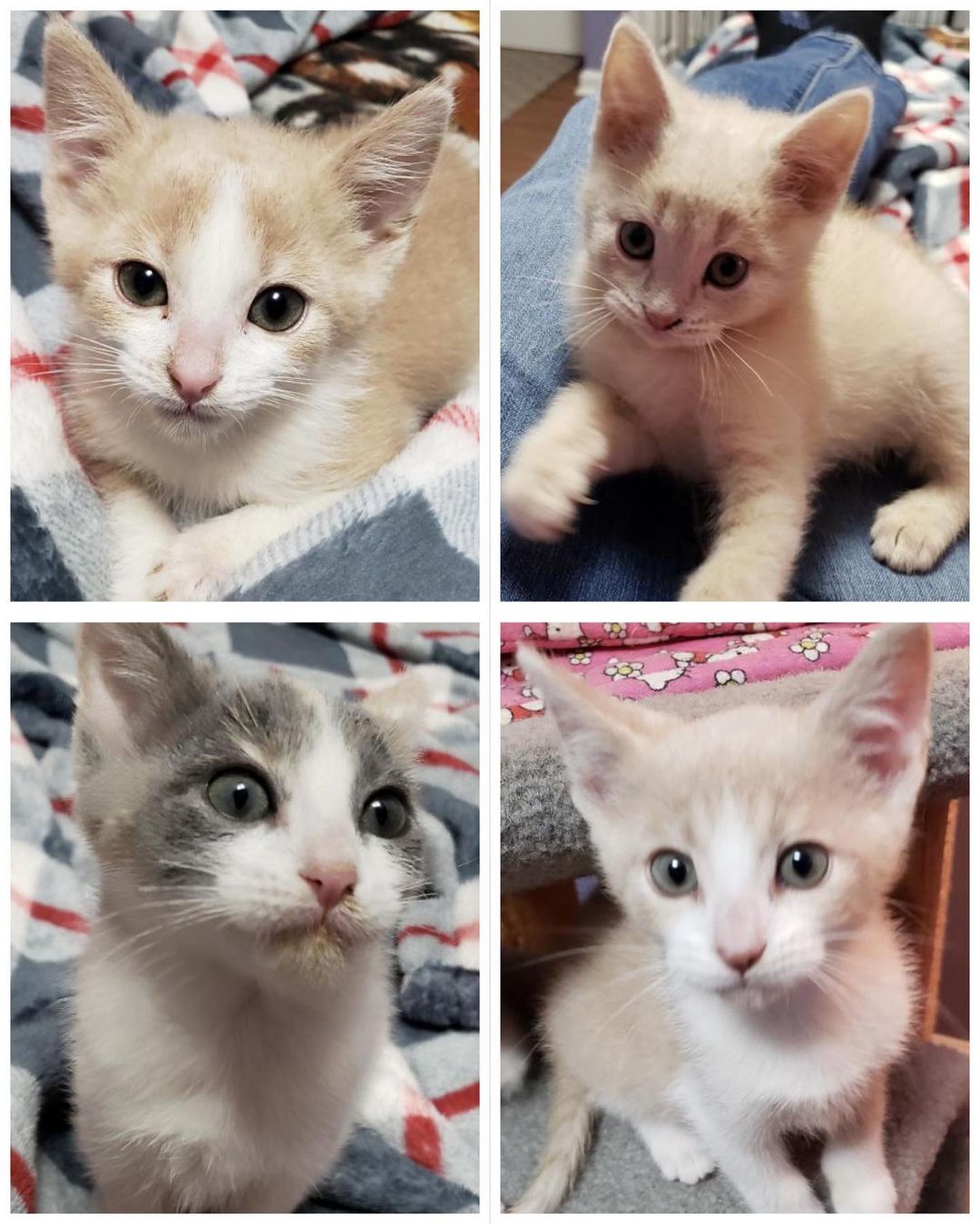 our name might only have “dog” in it but we do have cats as well! 🐱❤️
take a look at this adorable litter we have available 😍 they will be ready to head to their new homes in a few weeks! 
visit our website to fill out an application 😊 link is in our bio 
.
.
.
<a target='_blank' href='https://www.instagram.com/explore/tags/lastdaydogs/'>#lastdaydogs</a> <a target='_blank' href='https://www.instagram.com/explore/tags/lastdaydogrescue/'>#lastdaydogrescue</a> <a target='_blank' href='https://www.instagram.com/explore/tags/catsofinsta/'>#catsofinsta</a> <a target='_blank' href='https://www.instagram.com/explore/tags/kittens/'>#kittens</a> <a target='_blank' href='https://www.instagram.com/explore/tags/adoptdontshop/'>#adoptdontshop</a> <a target='_blank' href='https://www.instagram.com/explore/tags/kittensofinstagram/'>#kittensofinstagram</a>