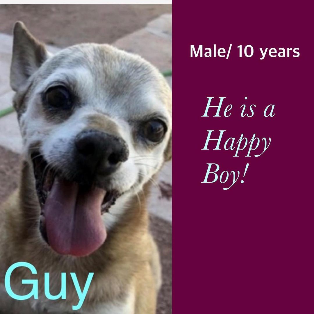 FUPI Dog of the Day 

My name is Guy and I am just a happy boy. I love people and animals. I am 10 years old neutered, up to date on vaccines, weigh 12 pounds and am doggy door trained.  I am a very quiet boy and may have some hearing loss.  Owner surrender due to change in living situation.

 

Adoption fee $175.00

If interested, please complete an application at:

https://forecloseduponpets.org/dog-adoption-application/