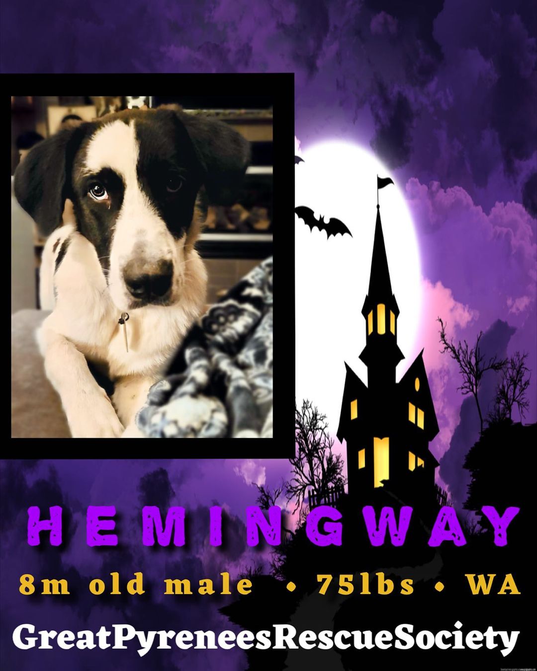 յՅ ĐØ₲₴ Ø₣ ⱧØ₩Ⱡ~Ø~₩ɆɆ₦ 🦇 

Handsome Hemingway is the perfect compliment to your spooky Halloween color pallet, you can never go wrong with classic black & white🐺

Hemi is a friendly and bouncy young pup who loves the company of dogs and humans alike. He would love a family to call his own and if you’re looking for a smart, cuddly and entertaining buddy he’s your boy, pretty sure we’ve heard he’s also a great writer, maybe he’s got some spooky for you!🕷

If you’re interested in Hemingway please visit our website to fill out an adoption application🦇 

***
At this time we can only adopt to the following states: TX, NM, AZ, CA, CO, WA & OR ♡ Our dogs require secure and visible fencing ♡ applicants personal pets must be current on vaccines & heartworm/flea prevention and be altered ♡ Puppies require a playful and friendly resident dog and all applicants are subject to a thorough screening process <a target='_blank' href='https://www.instagram.com/explore/tags/howloween/'>#howloween</a> 

✧

✧

<a target='_blank' href='https://www.instagram.com/explore/tags/greatpyreneesrescue/'>#greatpyreneesrescue</a> <a target='_blank' href='https://www.instagram.com/explore/tags/greatpyreneesrescuesociety/'>#greatpyreneesrescuesociety</a>  <a target='_blank' href='https://www.instagram.com/explore/tags/greatpyr/'>#greatpyr</a> 
<a target='_blank' href='https://www.instagram.com/explore/tags/foster/'>#foster</a>
<a target='_blank' href='https://www.instagram.com/explore/tags/adopt/'>#adopt</a> 
<a target='_blank' href='https://www.instagram.com/explore/tags/getyourrescueon/'>#getyourrescueon</a> 
<a target='_blank' href='https://www.instagram.com/explore/tags/rescue/'>#rescue</a> 
<a target='_blank' href='https://www.instagram.com/explore/tags/rescueadog/'>#rescueadog</a> 
<a target='_blank' href='https://www.instagram.com/explore/tags/rescuedog/'>#rescuedog</a> 
<a target='_blank' href='https://www.instagram.com/explore/tags/savealife/'>#savealife</a> 
<a target='_blank' href='https://www.instagram.com/explore/tags/adoptdontshop/'>#adoptdontshop</a> 
<a target='_blank' href='https://www.instagram.com/explore/tags/adoptadogsavealife/'>#adoptadogsavealife</a> <a target='_blank' href='https://www.instagram.com/explore/tags/rescuedismyfavoritebreed/'>#rescuedismyfavoritebreed</a> 
<a target='_blank' href='https://www.instagram.com/explore/tags/rescuepup/'>#rescuepup</a> 
<a target='_blank' href='https://www.instagram.com/explore/tags/rescuedandloved/'>#rescuedandloved</a> 
<a target='_blank' href='https://www.instagram.com/explore/tags/gprs/'>#gprs</a> 
<a target='_blank' href='https://www.instagram.com/explore/tags/choosetoadopt/'>#choosetoadopt</a> 
<a target='_blank' href='https://www.instagram.com/explore/tags/alwaysrescue/'>#alwaysrescue</a> 
<a target='_blank' href='https://www.instagram.com/explore/tags/adoptadog/'>#adoptadog</a> 
<a target='_blank' href='https://www.instagram.com/explore/tags/pyr/'>#pyr</a> 
<a target='_blank' href='https://www.instagram.com/explore/tags/greatpyreneesofthehour/'>#greatpyreneesofthehour</a>
<a target='_blank' href='https://www.instagram.com/explore/tags/adoptsontshop/'>#adoptsontshop</a>
<a target='_blank' href='https://www.instagram.com/explore/tags/rescuegreatpyrs/'>#rescuegreatpyrs</a>