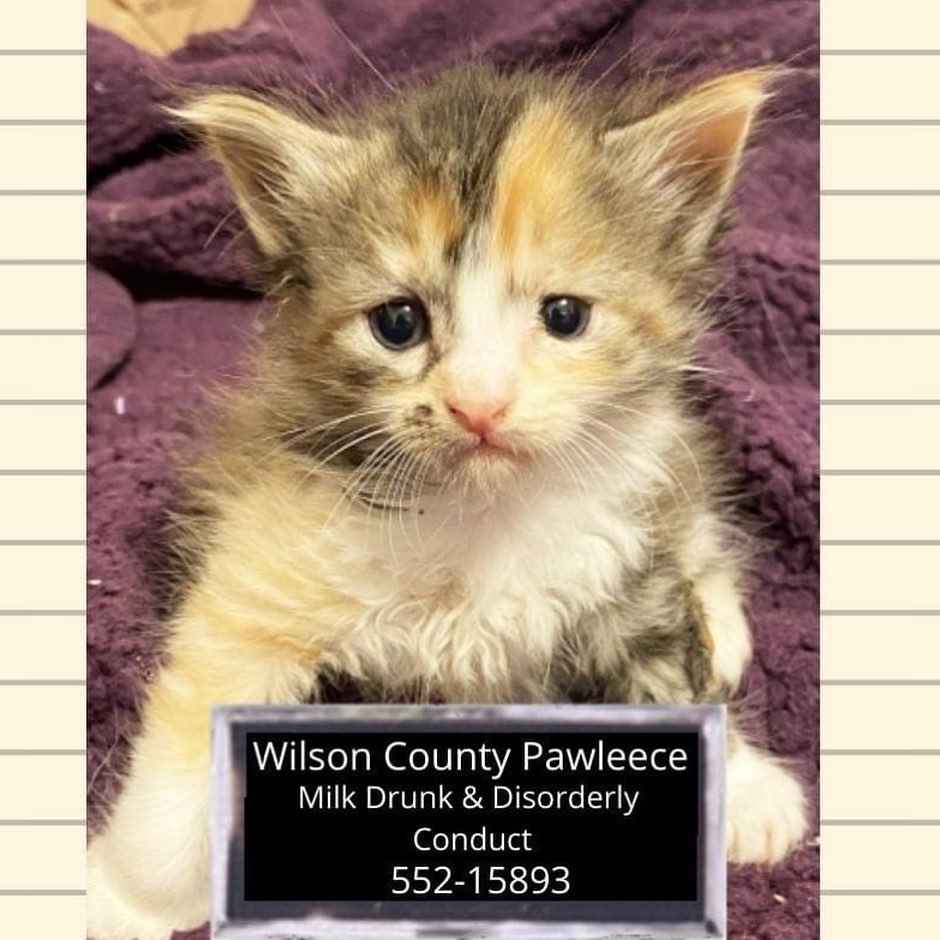 In the spirit of transparency, we have more disappointing news coming from the same kitten foster's home where a brawl broke out a few days ago.  We decided to share the news brief here first, before you heard it from outside sources.  Unfortunately arrests were made this time, so it is in the hands of the Paw Enforcement Officials now.  Below are the shameful mugshots of the two purrpetrators.

NEWS BRIEF: WILSON COUNTY PAWLEECE DEPT.
Arrests were made this evening at the home of a foster parent in Lebanon, TN, who had taken in a mama kitty and her 5 babies.  This is the same house where the PEA had broken up a serious tussle between the 5 babies just days prior.  This time, the fight was between two females, both from different litters.  The newest litter to arrive at the house were orphans, and they are believed to be members of a clan called the Socks.  The litter that currently resides there are members of a clan called the Mousers.  These clans are very much enemies, so the pawleece that arrived on scene were not surprised that there was a skirmish.  Two arrests were made, both female, one going by the name of 