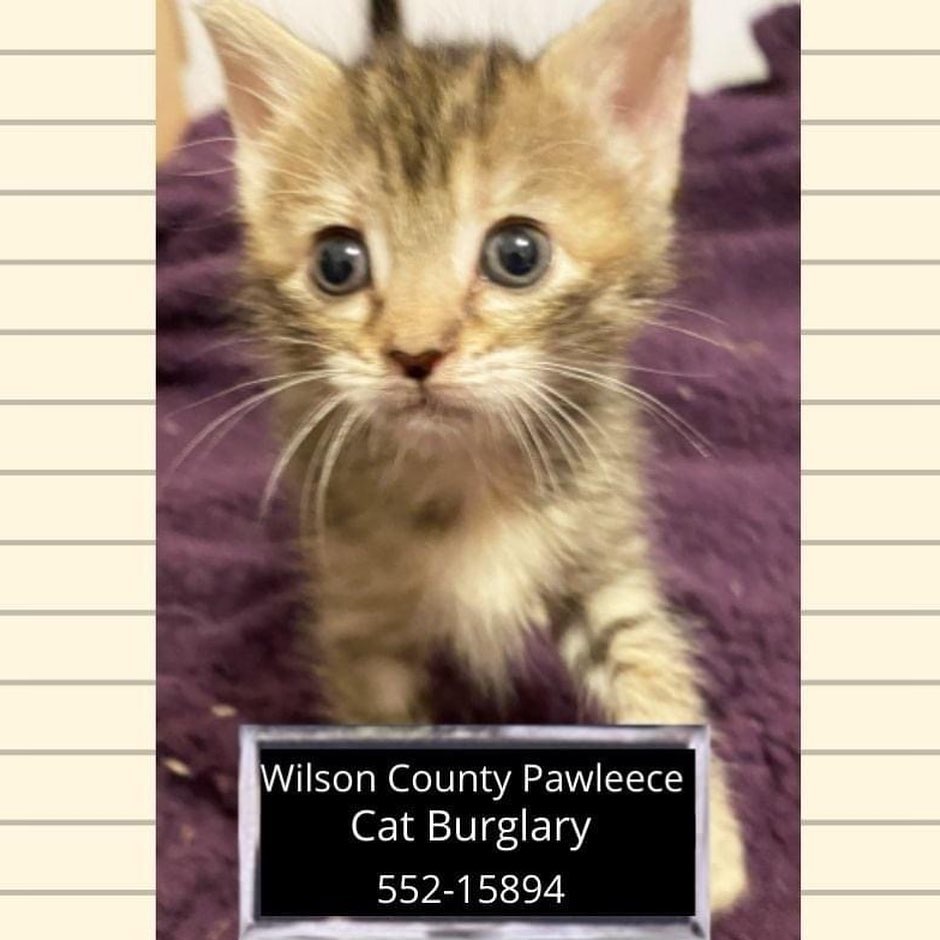 In the spirit of transparency, we have more disappointing news coming from the same kitten foster's home where a brawl broke out a few days ago.  We decided to share the news brief here first, before you heard it from outside sources.  Unfortunately arrests were made this time, so it is in the hands of the Paw Enforcement Officials now.  Below are the shameful mugshots of the two purrpetrators.

NEWS BRIEF: WILSON COUNTY PAWLEECE DEPT.
Arrests were made this evening at the home of a foster parent in Lebanon, TN, who had taken in a mama kitty and her 5 babies.  This is the same house where the PEA had broken up a serious tussle between the 5 babies just days prior.  This time, the fight was between two females, both from different litters.  The newest litter to arrive at the house were orphans, and they are believed to be members of a clan called the Socks.  The litter that currently resides there are members of a clan called the Mousers.  These clans are very much enemies, so the pawleece that arrived on scene were not surprised that there was a skirmish.  Two arrests were made, both female, one going by the name of 