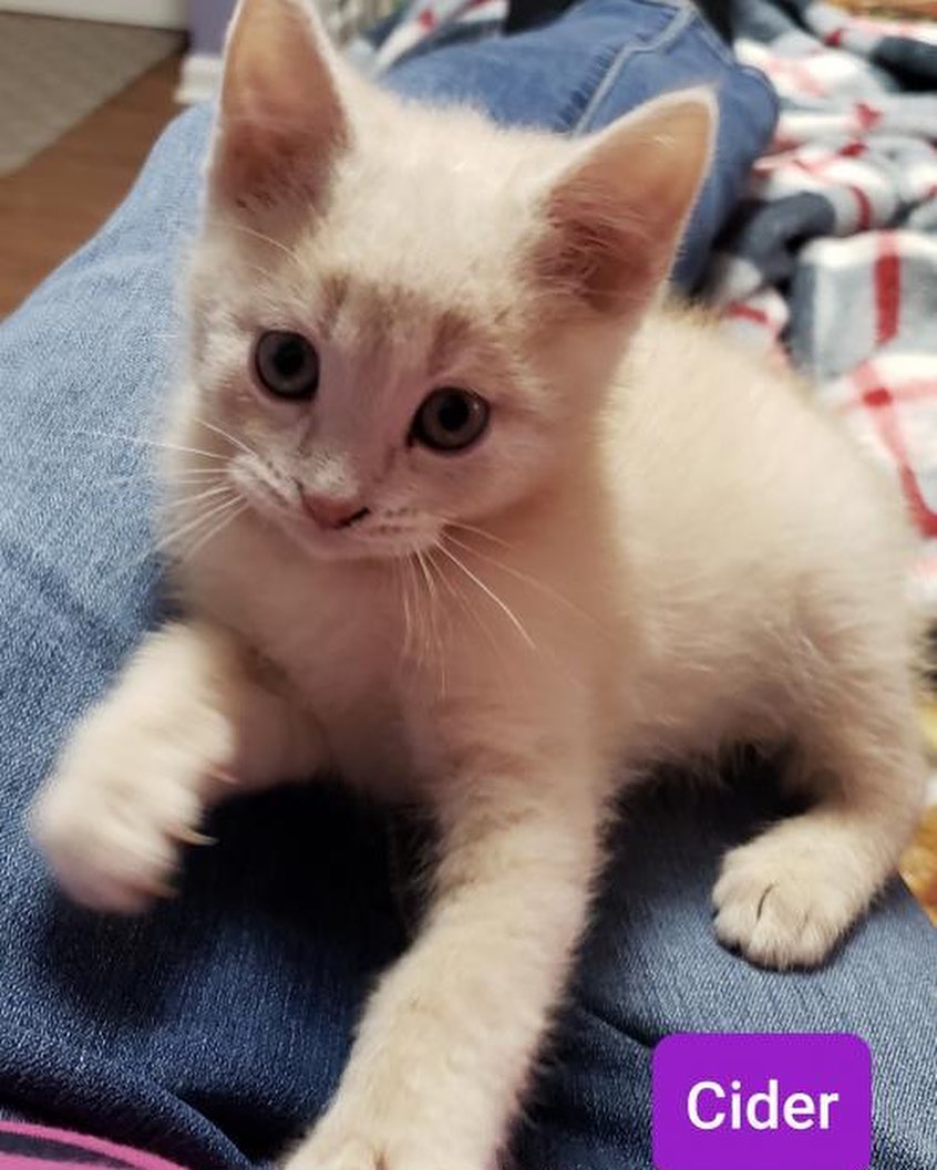 our name might only have “dog” in it but we do have cats as well! 🐱❤️
take a look at this adorable litter we have available 😍 they will be ready to head to their new homes in a few weeks! 
visit our website to fill out an application 😊 link is in our bio 
.
.
.
<a target='_blank' href='https://www.instagram.com/explore/tags/lastdaydogs/'>#lastdaydogs</a> <a target='_blank' href='https://www.instagram.com/explore/tags/lastdaydogrescue/'>#lastdaydogrescue</a> <a target='_blank' href='https://www.instagram.com/explore/tags/catsofinsta/'>#catsofinsta</a> <a target='_blank' href='https://www.instagram.com/explore/tags/kittens/'>#kittens</a> <a target='_blank' href='https://www.instagram.com/explore/tags/adoptdontshop/'>#adoptdontshop</a> <a target='_blank' href='https://www.instagram.com/explore/tags/kittensofinstagram/'>#kittensofinstagram</a>