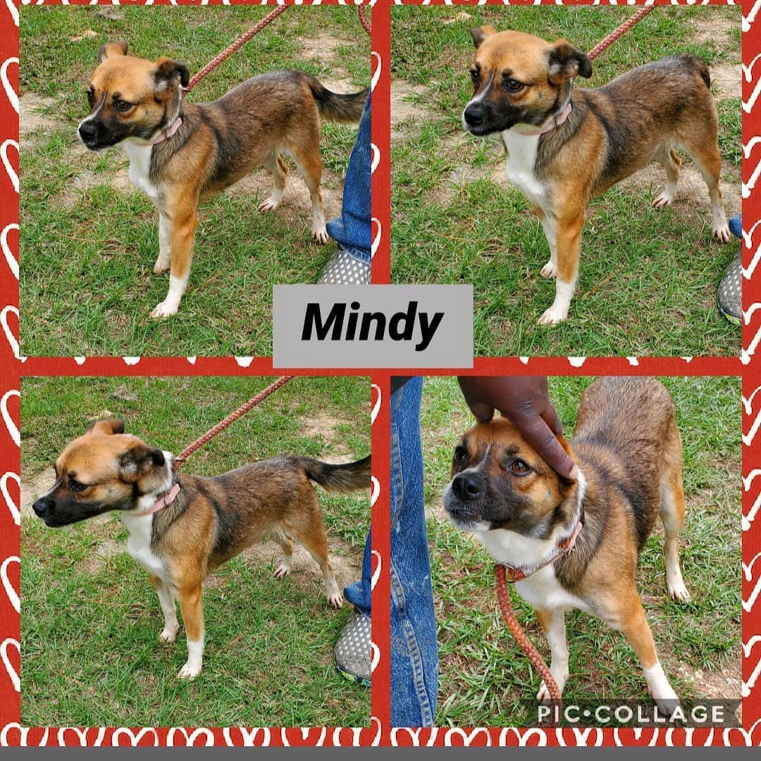 Ok I NEVER ASK FOR HELP..... Donations are necessary to help save Mindy. Mindy is heartworm positive. The Woofpack007 is already treating two other positive dogs. We are committing to Mindy to get her out of shelter before Hurricane Dslta. 

We will never say no to any dog no matter what the cost. FOR THE WOOFPACK007 TO SAVE AS MANY DOGS AS POSSIBLE DONATIONS ARE NECESSARY EVIL.  PLEASE ANYTHING WILL HELP!
VENMO - @THEWOOFPACK007
