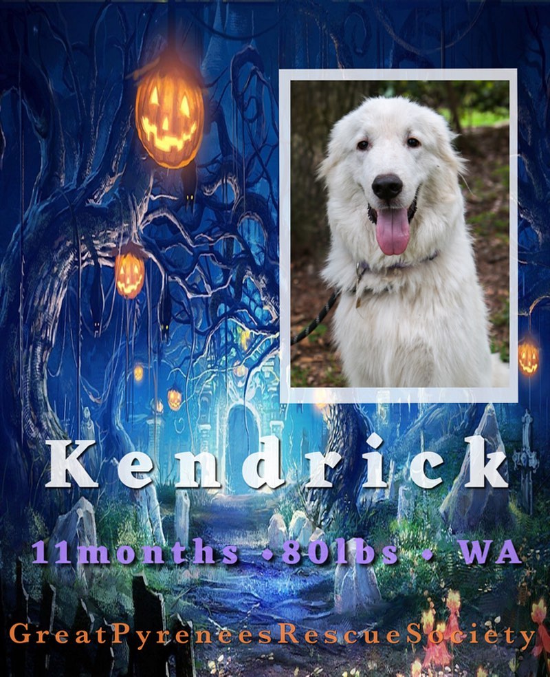 յՅ ĐØ₲₴ Ø₣ ⱧØ₩Ⱡ~Ø~₩ɆɆ₦ 🦇 

Kendrick believes in the magic of Halloween and is hoping he can cast a spell on you with his dashing good looks and charming disposition🕷

When first meeting new people he may be a bit timid but warms up quickly and is friendly as can be. Kendrick is house trained, crate trained and has had some basic training. He knows sit and lay down. Continued socialization, training sessions and a strong confident leader in the family that can provide firm but loving boundaries will benefit Kendrick🐺

If that spell is working (as it should) please visit our website to fill out an adoption application and prove that Halloween Magic is real! 🦇 

***
At this time we can only adopt to the following states: TX, NM, AZ, CA, CO, WA & OR ♡ Our dogs require secure and visible fencing ♡ applicants personal pets must be current on vaccines & heartworm/flea prevention and be altered ♡ Puppies require a playful and friendly resident dog and all applicants are subject to a thorough screening process 

✧

✧

<a target='_blank' href='https://www.instagram.com/explore/tags/greatpyreneesrescue/'>#greatpyreneesrescue</a> <a target='_blank' href='https://www.instagram.com/explore/tags/greatpyreneesrescuesociety/'>#greatpyreneesrescuesociety</a>  <a target='_blank' href='https://www.instagram.com/explore/tags/greatpyr/'>#greatpyr</a> 
<a target='_blank' href='https://www.instagram.com/explore/tags/foster/'>#foster</a>
<a target='_blank' href='https://www.instagram.com/explore/tags/adopt/'>#adopt</a> 
<a target='_blank' href='https://www.instagram.com/explore/tags/getyourrescueon/'>#getyourrescueon</a> 
<a target='_blank' href='https://www.instagram.com/explore/tags/rescue/'>#rescue</a> 
<a target='_blank' href='https://www.instagram.com/explore/tags/rescueadog/'>#rescueadog</a> 
<a target='_blank' href='https://www.instagram.com/explore/tags/rescuedog/'>#rescuedog</a> 
<a target='_blank' href='https://www.instagram.com/explore/tags/savealife/'>#savealife</a> 
<a target='_blank' href='https://www.instagram.com/explore/tags/adoptdontshop/'>#adoptdontshop</a> 
<a target='_blank' href='https://www.instagram.com/explore/tags/adoptadogsavealife/'>#adoptadogsavealife</a> <a target='_blank' href='https://www.instagram.com/explore/tags/rescuedismyfavoritebreed/'>#rescuedismyfavoritebreed</a> 
<a target='_blank' href='https://www.instagram.com/explore/tags/rescuepup/'>#rescuepup</a> 
<a target='_blank' href='https://www.instagram.com/explore/tags/rescuedandloved/'>#rescuedandloved</a> 
<a target='_blank' href='https://www.instagram.com/explore/tags/gprs/'>#gprs</a> 
<a target='_blank' href='https://www.instagram.com/explore/tags/choosetoadopt/'>#choosetoadopt</a> 
<a target='_blank' href='https://www.instagram.com/explore/tags/alwaysrescue/'>#alwaysrescue</a> 
<a target='_blank' href='https://www.instagram.com/explore/tags/adoptadog/'>#adoptadog</a> 
<a target='_blank' href='https://www.instagram.com/explore/tags/pyr/'>#pyr</a> 
<a target='_blank' href='https://www.instagram.com/explore/tags/greatpyreneesofthehour/'>#greatpyreneesofthehour</a>
<a target='_blank' href='https://www.instagram.com/explore/tags/adoptsontshop/'>#adoptsontshop</a>
<a target='_blank' href='https://www.instagram.com/explore/tags/rescuegreatpyrs/'>#rescuegreatpyrs</a>