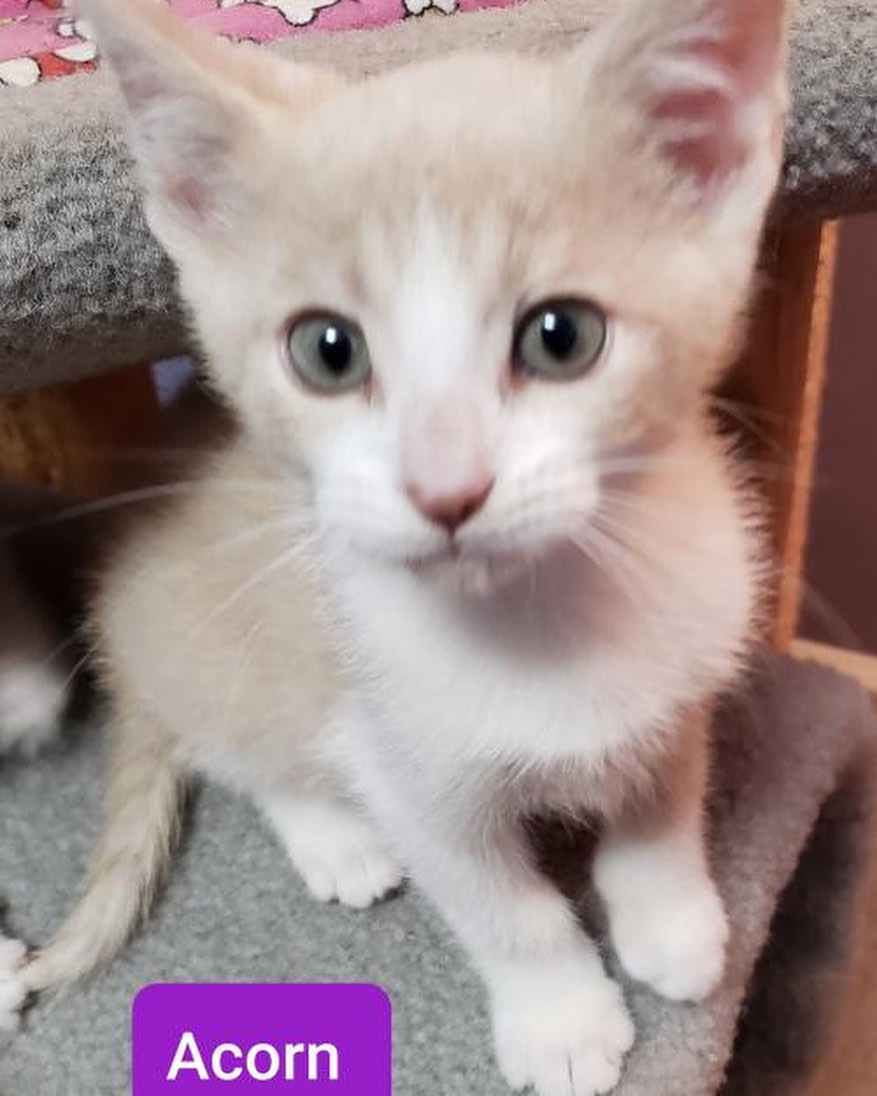 our name might only have “dog” in it but we do have cats as well! 🐱❤️
take a look at this adorable litter we have available 😍 they will be ready to head to their new homes in a few weeks! 
visit our website to fill out an application 😊 link is in our bio 
.
.
.
<a target='_blank' href='https://www.instagram.com/explore/tags/lastdaydogs/'>#lastdaydogs</a> <a target='_blank' href='https://www.instagram.com/explore/tags/lastdaydogrescue/'>#lastdaydogrescue</a> <a target='_blank' href='https://www.instagram.com/explore/tags/catsofinsta/'>#catsofinsta</a> <a target='_blank' href='https://www.instagram.com/explore/tags/kittens/'>#kittens</a> <a target='_blank' href='https://www.instagram.com/explore/tags/adoptdontshop/'>#adoptdontshop</a> <a target='_blank' href='https://www.instagram.com/explore/tags/kittensofinstagram/'>#kittensofinstagram</a>