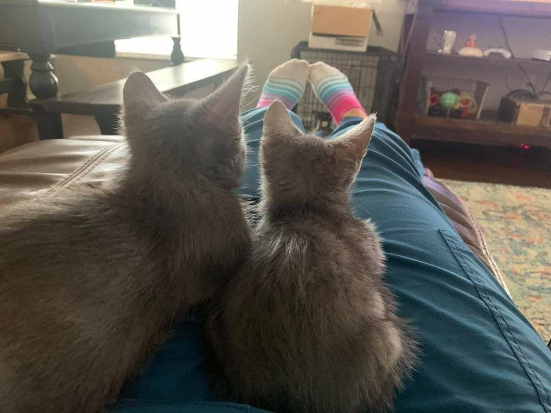 Welcome to ALDR, Luke and Leia! 😻

This adorable brother-sister, polydactyl duo came to us from Pasco County Animal Services after they were found as strays and brought into the shelter. They are 8 weeks old and have a pretty terrible upper respiratory infection that they are currently on meds for. They are sweet as can be and love snuggling with their wonderful new foster mom. We can not wait to see them blossom while in foster care. Stay tuned for more updates on Luke and Leia as they continue to thrive and feel better! 💗 <a target='_blank' href='https://www.instagram.com/explore/tags/ALDR/'>#ALDR</a> <a target='_blank' href='https://www.instagram.com/explore/tags/rescuedkittens/'>#rescuedkittens</a> <a target='_blank' href='https://www.instagram.com/explore/tags/rescue/'>#rescue</a> <a target='_blank' href='https://www.instagram.com/explore/tags/rescueofinstagram/'>#rescueofinstagram</a> <a target='_blank' href='https://www.instagram.com/explore/tags/nonprofit/'>#nonprofit</a> <a target='_blank' href='https://www.instagram.com/explore/tags/adoptdontshop/'>#adoptdontshop</a> <a target='_blank' href='https://www.instagram.com/explore/tags/fosteringsaveslives/'>#fosteringsaveslives</a> <a target='_blank' href='https://www.instagram.com/explore/tags/excellent_kittens/'>#excellent_kittens</a> <a target='_blank' href='https://www.instagram.com/explore/tags/rescuedkittens/'>#rescuedkittens</a> <a target='_blank' href='https://www.instagram.com/explore/tags/bestmeow/'>#bestmeow</a> <a target='_blank' href='https://www.instagram.com/explore/tags/igmeow/'>#igmeow</a>