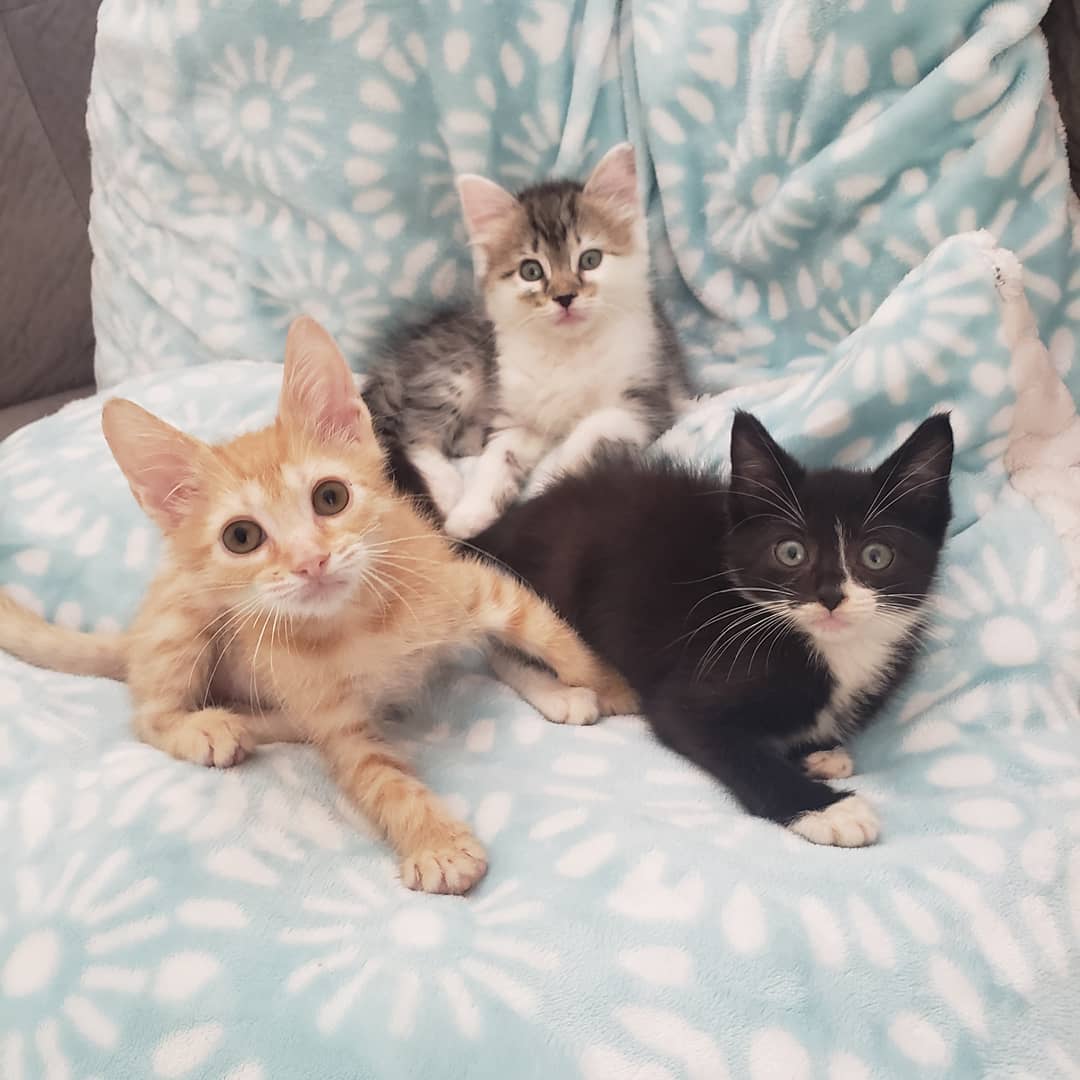 Bean, Chickpea and Pinto update! 🐾

All three came from different backgrounds and met in foster care where they became best friends! 😍 They are all still a few weeks away from being able to get vetted, but are enjoying all the perks an indoor home has to offer.. lots of toys, treats, food, soft blankets and lots of playtime! Little Pinto (black/white) has a home lined up but we would really love to see Chickpea and Bean adopted together as they are always playing and snuggling together. Stay tuned for more updates on these adorable little kittens! 💗 <a target='_blank' href='https://www.instagram.com/explore/tags/ALDR/'>#ALDR</a> <a target='_blank' href='https://www.instagram.com/explore/tags/rescuedkittens/'>#rescuedkittens</a> <a target='_blank' href='https://www.instagram.com/explore/tags/rescue/'>#rescue</a> <a target='_blank' href='https://www.instagram.com/explore/tags/rescueofinstagram/'>#rescueofinstagram</a> <a target='_blank' href='https://www.instagram.com/explore/tags/nonprofit/'>#nonprofit</a> <a target='_blank' href='https://www.instagram.com/explore/tags/adoptdontshop/'>#adoptdontshop</a> <a target='_blank' href='https://www.instagram.com/explore/tags/fosteringsaveslives/'>#fosteringsaveslives</a> <a target='_blank' href='https://www.instagram.com/explore/tags/excellent_kittens/'>#excellent_kittens</a> <a target='_blank' href='https://www.instagram.com/explore/tags/rescuedkittens/'>#rescuedkittens</a> <a target='_blank' href='https://www.instagram.com/explore/tags/bestmeow/'>#bestmeow</a> <a target='_blank' href='https://www.instagram.com/explore/tags/igmeow/'>#igmeow</a>