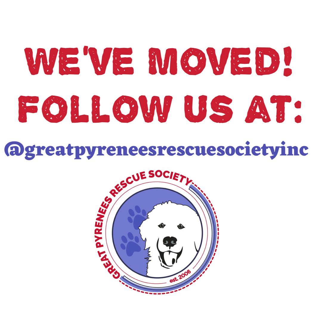 If you haven’t already please join us over at @greatpyreneesrescuesocietyinc 

✧

✧

<a target='_blank' href='https://www.instagram.com/explore/tags/greatpyreneesrescue/'>#greatpyreneesrescue</a> <a target='_blank' href='https://www.instagram.com/explore/tags/greatpyreneesrescuesociety/'>#greatpyreneesrescuesociety</a>  <a target='_blank' href='https://www.instagram.com/explore/tags/greatpyr/'>#greatpyr</a> 
<a target='_blank' href='https://www.instagram.com/explore/tags/foster/'>#foster</a>
<a target='_blank' href='https://www.instagram.com/explore/tags/adopt/'>#adopt</a> 
<a target='_blank' href='https://www.instagram.com/explore/tags/getyourrescueon/'>#getyourrescueon</a> 
<a target='_blank' href='https://www.instagram.com/explore/tags/rescue/'>#rescue</a> 
<a target='_blank' href='https://www.instagram.com/explore/tags/rescueadog/'>#rescueadog</a> 
<a target='_blank' href='https://www.instagram.com/explore/tags/rescuedog/'>#rescuedog</a> 
<a target='_blank' href='https://www.instagram.com/explore/tags/savealife/'>#savealife</a> 
<a target='_blank' href='https://www.instagram.com/explore/tags/adoptdontshop/'>#adoptdontshop</a> 
<a target='_blank' href='https://www.instagram.com/explore/tags/adoptadogsavealife/'>#adoptadogsavealife</a> <a target='_blank' href='https://www.instagram.com/explore/tags/rescuedismyfavoritebreed/'>#rescuedismyfavoritebreed</a> 
<a target='_blank' href='https://www.instagram.com/explore/tags/rescuepup/'>#rescuepup</a> 
<a target='_blank' href='https://www.instagram.com/explore/tags/rescuedandloved/'>#rescuedandloved</a> 
<a target='_blank' href='https://www.instagram.com/explore/tags/gprs/'>#gprs</a> 
<a target='_blank' href='https://www.instagram.com/explore/tags/choosetoadopt/'>#choosetoadopt</a> 
<a target='_blank' href='https://www.instagram.com/explore/tags/alwaysrescue/'>#alwaysrescue</a> 
<a target='_blank' href='https://www.instagram.com/explore/tags/adoptadog/'>#adoptadog</a> 
<a target='_blank' href='https://www.instagram.com/explore/tags/pyr/'>#pyr</a> 
<a target='_blank' href='https://www.instagram.com/explore/tags/greatpyreneesofthehour/'>#greatpyreneesofthehour</a>
<a target='_blank' href='https://www.instagram.com/explore/tags/adoptsontshop/'>#adoptsontshop</a>
<a target='_blank' href='https://www.instagram.com/explore/tags/rescuegreatpyrs/'>#rescuegreatpyrs</a>