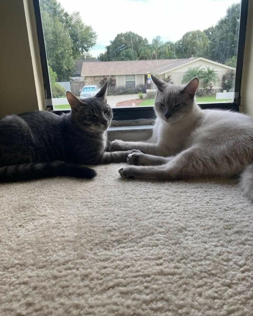 Happy Tails to Ben and Rey! 💖

These handsome boys came to us a couple of months ago after they were found as strays by good Samaritans. They have been in a wonderful foster home that has been helping them learn all about the indoor life, treats, playtime, soft beds/blankets and snuggles. After a few weeks at Pet Supplies Plus- Land O'Lakes and no interest, one of our wonderful volunteers that cares for our kitties at the store decided to give them a cage break and take them home. It did not take long for the boys to win her over and she decided that they have found their furever home.. with her! We could not be happier for these handsome boys to have found such a wonderful furever home! 😻 <a target='_blank' href='https://www.instagram.com/explore/tags/ALDR/'>#ALDR</a> <a target='_blank' href='https://www.instagram.com/explore/tags/Adopted/'>#Adopted</a> <a target='_blank' href='https://www.instagram.com/explore/tags/rescuedkittens/'>#rescuedkittens</a> <a target='_blank' href='https://www.instagram.com/explore/tags/rescue/'>#rescue</a> <a target='_blank' href='https://www.instagram.com/explore/tags/rescueofinstagram/'>#rescueofinstagram</a> <a target='_blank' href='https://www.instagram.com/explore/tags/nonprofit/'>#nonprofit</a> <a target='_blank' href='https://www.instagram.com/explore/tags/adoptdontshop/'>#adoptdontshop</a> <a target='_blank' href='https://www.instagram.com/explore/tags/fosteringsaveslives/'>#fosteringsaveslives</a> <a target='_blank' href='https://www.instagram.com/explore/tags/excellent_kittens/'>#excellent_kittens</a> <a target='_blank' href='https://www.instagram.com/explore/tags/rescuedkittens/'>#rescuedkittens</a> <a target='_blank' href='https://www.instagram.com/explore/tags/bestmeow/'>#bestmeow</a> <a target='_blank' href='https://www.instagram.com/explore/tags/igmeow/'>#igmeow</a>