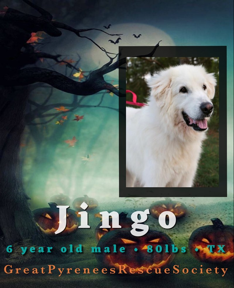 յՅ ĐØ₲₴ Ø₣ ⱧØ₩Ⱡ~Ø~₩ɆɆ₦ 🦇 

Ghastly Greetings from our Sweet Southern GentlePyr Jingo. GPRS volunteers rescued Jingo from a Texas animal shelter after he was found as a stray in a country field🕷

Jingo is house & crate trained. He is friendly meeting people and gets along with dogs and kids. He will benefit from a daily walk (not too long) and a fenced yard to play in with a semi active canine friend🐺

He has a slight hip dysplasia, a condition which can be managed with some life style modifications; weight control, limited exercise, joint supplements and maybe physical therapy as he gets older🦇

Jingo is an affectionate, intelligent guy that wants to please you. He would make a wonderful family companion. If you have room in your home & heart for Jingo, please complete an application. This GentlePyr would like to find a home in Texas to limit his transport travel time🕷 

✧

✧

✧

<a target='_blank' href='https://www.instagram.com/explore/tags/greatpyreneesrescue/'>#greatpyreneesrescue</a> <a target='_blank' href='https://www.instagram.com/explore/tags/greatpyreneesrescuesociety/'>#greatpyreneesrescuesociety</a>  <a target='_blank' href='https://www.instagram.com/explore/tags/greatpyr/'>#greatpyr</a> 
<a target='_blank' href='https://www.instagram.com/explore/tags/foster/'>#foster</a>
<a target='_blank' href='https://www.instagram.com/explore/tags/adopt/'>#adopt</a> 
<a target='_blank' href='https://www.instagram.com/explore/tags/getyourrescueon/'>#getyourrescueon</a> 
<a target='_blank' href='https://www.instagram.com/explore/tags/rescue/'>#rescue</a> 
<a target='_blank' href='https://www.instagram.com/explore/tags/rescueadog/'>#rescueadog</a> 
<a target='_blank' href='https://www.instagram.com/explore/tags/rescuedog/'>#rescuedog</a> 
<a target='_blank' href='https://www.instagram.com/explore/tags/savealife/'>#savealife</a> 
<a target='_blank' href='https://www.instagram.com/explore/tags/adoptdontshop/'>#adoptdontshop</a> 
<a target='_blank' href='https://www.instagram.com/explore/tags/adoptadogsavealife/'>#adoptadogsavealife</a> <a target='_blank' href='https://www.instagram.com/explore/tags/rescuedismyfavoritebreed/'>#rescuedismyfavoritebreed</a> 
<a target='_blank' href='https://www.instagram.com/explore/tags/rescuepup/'>#rescuepup</a> 
<a target='_blank' href='https://www.instagram.com/explore/tags/rescuedandloved/'>#rescuedandloved</a> 
<a target='_blank' href='https://www.instagram.com/explore/tags/gprs/'>#gprs</a> 
<a target='_blank' href='https://www.instagram.com/explore/tags/choosetoadopt/'>#choosetoadopt</a> 
<a target='_blank' href='https://www.instagram.com/explore/tags/alwaysrescue/'>#alwaysrescue</a> 
<a target='_blank' href='https://www.instagram.com/explore/tags/adoptadog/'>#adoptadog</a> 
<a target='_blank' href='https://www.instagram.com/explore/tags/pyr/'>#pyr</a> 
<a target='_blank' href='https://www.instagram.com/explore/tags/greatpyreneesofthehour/'>#greatpyreneesofthehour</a>
<a target='_blank' href='https://www.instagram.com/explore/tags/adoptsontshop/'>#adoptsontshop</a>
<a target='_blank' href='https://www.instagram.com/explore/tags/rescuegreatpyrs/'>#rescuegreatpyrs</a>