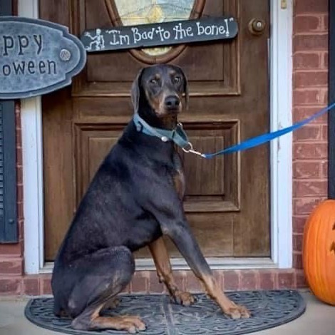 Silver~ available for adoption
Born 3/1/19
Neutered, vaccinated, on flea/tick and heartworm preventative. 
Crate trained
Blue/rust 
Docked, Natural ears
Approx weight: 82 pounds

His name suits him well with that gorgeous blue coat with glints of silver. 
This enthusiastic boy is looking for an equally active person to call  his own. The right owner will help him continue to learn some basic obedience commands as he will sit for a treat, and is ready to learn the ‘down’, and ‘stay’ commands, and to walk nicely on a leash. He’s eager to please, so we are sure with some patience and plenty of treats he will pick up on these commands quite quickly. One thing for sure Silver has told us, is he would be most comfortable in a home where he’s your only fur companion. 
If you feel you can offer Silver a home, please contact us with your email so we can send you an application.