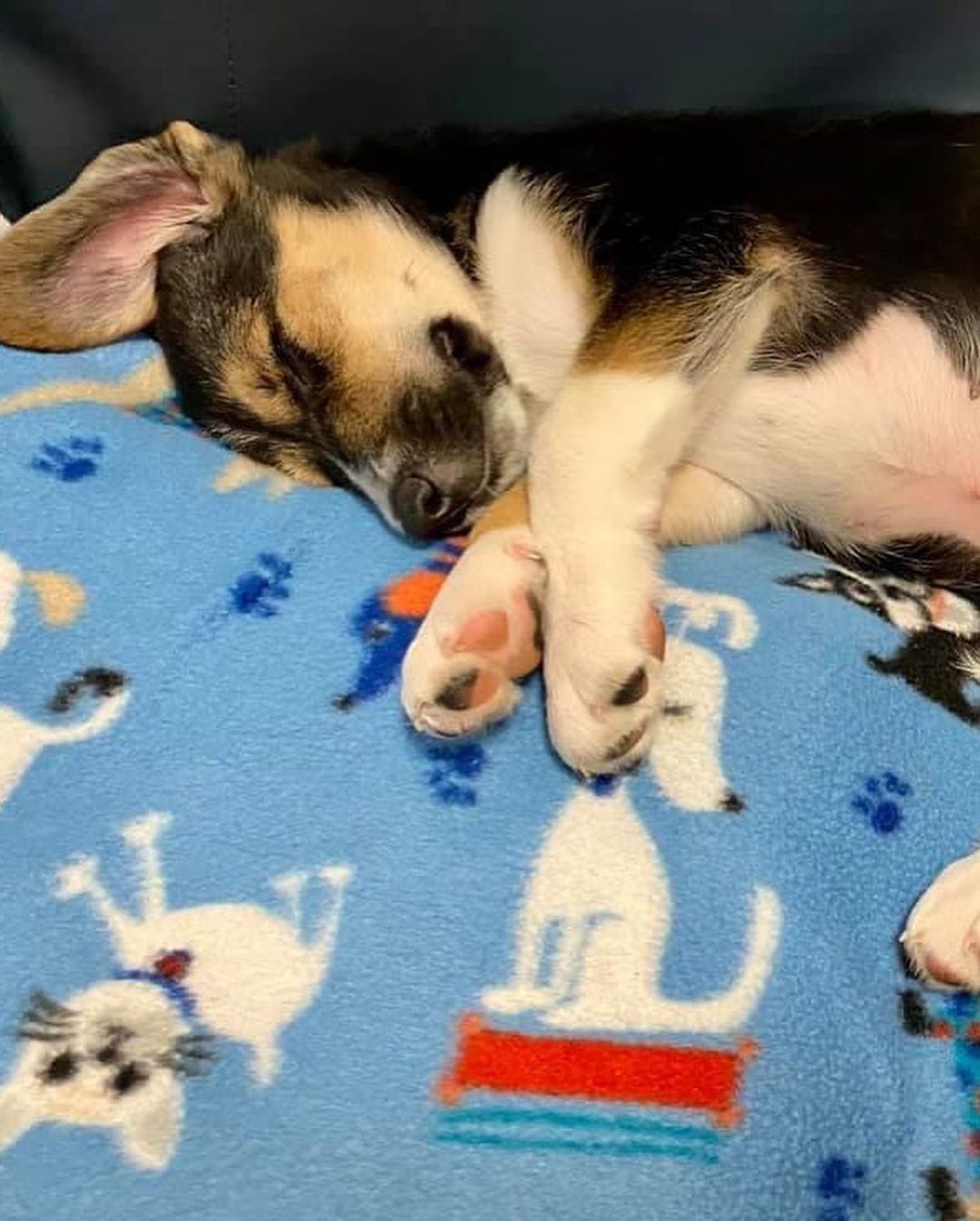 We live and work for posts like these.... Thank you to all of our adopters!! We know these pups and kitties are in their furever homes. That allows us to rest easy, knowing our work for them, is done! 

<a target='_blank' href='https://www.instagram.com/explore/tags/truerescue/'>#truerescue</a>
<a target='_blank' href='https://www.instagram.com/explore/tags/truerescuetruetalk/'>#truerescuetruetalk</a>
<a target='_blank' href='https://www.instagram.com/explore/tags/adoptdontshop/'>#adoptdontshop</a>
<a target='_blank' href='https://www.instagram.com/explore/tags/petsmart/'>#petsmart</a> 
<a target='_blank' href='https://www.instagram.com/explore/tags/petsmartcharities/'>#petsmartcharities</a>