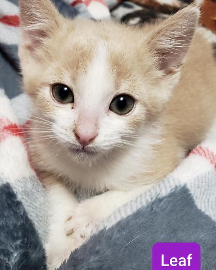 our name might only have “dog” in it but we do have cats as well! 🐱❤️
take a look at this adorable litter we have available 😍 they will be ready to head to their new homes in a few weeks! 
visit our website to fill out an application 😊 link is in our bio 
.
.
.
<a target='_blank' href='https://www.instagram.com/explore/tags/lastdaydogs/'>#lastdaydogs</a> <a target='_blank' href='https://www.instagram.com/explore/tags/lastdaydogrescue/'>#lastdaydogrescue</a> <a target='_blank' href='https://www.instagram.com/explore/tags/catsofinsta/'>#catsofinsta</a> <a target='_blank' href='https://www.instagram.com/explore/tags/kittens/'>#kittens</a> <a target='_blank' href='https://www.instagram.com/explore/tags/adoptdontshop/'>#adoptdontshop</a> <a target='_blank' href='https://www.instagram.com/explore/tags/kittensofinstagram/'>#kittensofinstagram</a>