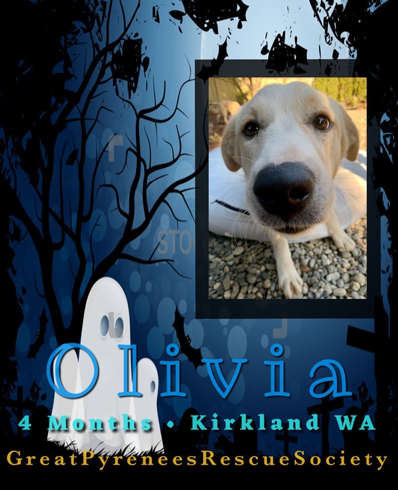 յՅ ĐØ₲₴ Ø₣ ⱧØ₩Ⱡ~Ø~₩ɆɆ₦🦇

October brings crisp, cool nights and Halloween frights, for sweet Olivia, some frights are just still too scary🕷

5 month old Olivia with her sisters Ophelia and Olympia have had a rough start in life. After being dumped in a field in rural Texas, they watched as their mother and a sibling were hit by a truck and killed instantly. Alone and scared, these orphans were taken in by concerned neighbors who contacted GPRS to rescue them🐺

This sweet girl is incredibly resilient but also very shy. She is slowly coming out of her shell but she will need a confident and patient leader as well as a friendly older resident dog to show her that everything is gonna be ok🦇

If you’re interested in Olivia please visit our website to fill out an adoption application today🕷

***
At this time we can only adopt to the following states: TX, NM, AZ, CA, CO, WA & OR ♡ Our dogs require secure and visible fencing ♡ applicants personal pets must be current on vaccines & heartworm/flea prevention and be altered ♡ Puppies require a playful and friendly resident dog and all applicants are subject to a thorough screening process 

✧

✧

✧

<a target='_blank' href='https://www.instagram.com/explore/tags/greatpyreneesrescue/'>#greatpyreneesrescue</a> <a target='_blank' href='https://www.instagram.com/explore/tags/greatpyreneesrescuesociety/'>#greatpyreneesrescuesociety</a>  <a target='_blank' href='https://www.instagram.com/explore/tags/greatpyr/'>#greatpyr</a> 
<a target='_blank' href='https://www.instagram.com/explore/tags/foster/'>#foster</a>
<a target='_blank' href='https://www.instagram.com/explore/tags/adopt/'>#adopt</a> 
<a target='_blank' href='https://www.instagram.com/explore/tags/getyourrescueon/'>#getyourrescueon</a> 
<a target='_blank' href='https://www.instagram.com/explore/tags/rescue/'>#rescue</a> 
<a target='_blank' href='https://www.instagram.com/explore/tags/rescueadog/'>#rescueadog</a> 
<a target='_blank' href='https://www.instagram.com/explore/tags/rescuedog/'>#rescuedog</a> 
<a target='_blank' href='https://www.instagram.com/explore/tags/savealife/'>#savealife</a> 
<a target='_blank' href='https://www.instagram.com/explore/tags/adoptdontshop/'>#adoptdontshop</a> 
<a target='_blank' href='https://www.instagram.com/explore/tags/adoptadogsavealife/'>#adoptadogsavealife</a> <a target='_blank' href='https://www.instagram.com/explore/tags/rescuedismyfavoritebreed/'>#rescuedismyfavoritebreed</a> 
<a target='_blank' href='https://www.instagram.com/explore/tags/rescuepup/'>#rescuepup</a> 
<a target='_blank' href='https://www.instagram.com/explore/tags/rescuedandloved/'>#rescuedandloved</a> 
<a target='_blank' href='https://www.instagram.com/explore/tags/gprs/'>#gprs</a> 
<a target='_blank' href='https://www.instagram.com/explore/tags/choosetoadopt/'>#choosetoadopt</a> 
<a target='_blank' href='https://www.instagram.com/explore/tags/alwaysrescue/'>#alwaysrescue</a> 
<a target='_blank' href='https://www.instagram.com/explore/tags/adoptadog/'>#adoptadog</a> 
<a target='_blank' href='https://www.instagram.com/explore/tags/pyr/'>#pyr</a> 
<a target='_blank' href='https://www.instagram.com/explore/tags/greatpyreneesofthehour/'>#greatpyreneesofthehour</a>
<a target='_blank' href='https://www.instagram.com/explore/tags/adoptsontshop/'>#adoptsontshop</a>
<a target='_blank' href='https://www.instagram.com/explore/tags/rescuegreatpyrs/'>#rescuegreatpyrs</a>