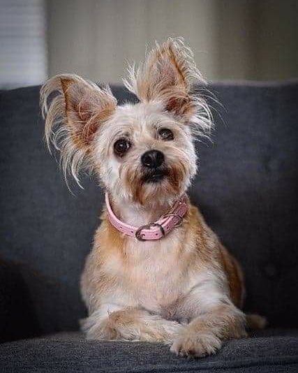 Welcome to ALDR, Lilly!💗

This sweet little 7 year old yorkie/chi mix came to us from the Hillsborough County Pet Resource Center after she was surrendered with several of her housemates when their owner went into assisted living and was not expected to make a recovery. 💔

Lilly is such a lovebug that is the happiest when she is as close to you as possible snuggling. She also loves giving kisses, going on walks and is VERY polite on a leash and is potty trained. Lilly is currently in a foster home with small and large dog, as well as a cat and seems most comfortable around small dogs, ignores the cat, and is fine with large dogs as long as they don't get in her face. It's safe to say that she is the perfect little lady and so adorable! 😍

Lilly's ideal home would be with owners that are home most of the time, as she does have separation anxiety and prefers to spend as much of her time as possible with her person. 💗

If you are interested in adopting Lilly, please fill out the adoption application on our website at animalluvrs.org, or email us at animalluvrsdreamrescue@gmail.com for more information. <a target='_blank' href='https://www.instagram.com/explore/tags/ALDR/'>#ALDR</a> <a target='_blank' href='https://www.instagram.com/explore/tags/rescueddogs/'>#rescueddogs</a> <a target='_blank' href='https://www.instagram.com/explore/tags/rescue/'>#rescue</a> <a target='_blank' href='https://www.instagram.com/explore/tags/rescueofinstagram/'>#rescueofinstagram</a> <a target='_blank' href='https://www.instagram.com/explore/tags/nonprofit/'>#nonprofit</a> <a target='_blank' href='https://www.instagram.com/explore/tags/fosteringsaveslives/'>#fosteringsaveslives</a> <a target='_blank' href='https://www.instagram.com/explore/tags/doglover/'>#doglover</a> <a target='_blank' href='https://www.instagram.com/explore/tags/adoptdontshop/'>#adoptdontshop</a> <a target='_blank' href='https://www.instagram.com/explore/tags/dogsoftampabay/'>#dogsoftampabay</a> <a target='_blank' href='https://www.instagram.com/explore/tags/pupsoftampa/'>#pupsoftampa</a>