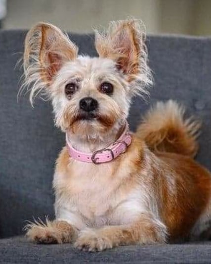 Welcome to ALDR, Lilly!💗

This sweet little 7 year old yorkie/chi mix came to us from the Hillsborough County Pet Resource Center after she was surrendered with several of her housemates when their owner went into assisted living and was not expected to make a recovery. 💔

Lilly is such a lovebug that is the happiest when she is as close to you as possible snuggling. She also loves giving kisses, going on walks and is VERY polite on a leash and is potty trained. Lilly is currently in a foster home with small and large dog, as well as a cat and seems most comfortable around small dogs, ignores the cat, and is fine with large dogs as long as they don't get in her face. It's safe to say that she is the perfect little lady and so adorable! 😍

Lilly's ideal home would be with owners that are home most of the time, as she does have separation anxiety and prefers to spend as much of her time as possible with her person. 💗

If you are interested in adopting Lilly, please fill out the adoption application on our website at animalluvrs.org, or email us at animalluvrsdreamrescue@gmail.com for more information. <a target='_blank' href='https://www.instagram.com/explore/tags/ALDR/'>#ALDR</a> <a target='_blank' href='https://www.instagram.com/explore/tags/rescueddogs/'>#rescueddogs</a> <a target='_blank' href='https://www.instagram.com/explore/tags/rescue/'>#rescue</a> <a target='_blank' href='https://www.instagram.com/explore/tags/rescueofinstagram/'>#rescueofinstagram</a> <a target='_blank' href='https://www.instagram.com/explore/tags/nonprofit/'>#nonprofit</a> <a target='_blank' href='https://www.instagram.com/explore/tags/fosteringsaveslives/'>#fosteringsaveslives</a> <a target='_blank' href='https://www.instagram.com/explore/tags/doglover/'>#doglover</a> <a target='_blank' href='https://www.instagram.com/explore/tags/adoptdontshop/'>#adoptdontshop</a> <a target='_blank' href='https://www.instagram.com/explore/tags/dogsoftampabay/'>#dogsoftampabay</a> <a target='_blank' href='https://www.instagram.com/explore/tags/pupsoftampa/'>#pupsoftampa</a>