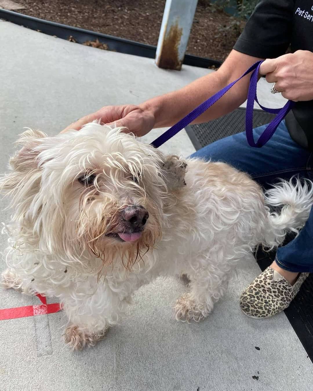 Welcome to ALDR, Snow! ❄️

This handsome little man was surrendered by his owner after they were no longer able to care for him, He is estimated at 10 years old and unfortunately has cataracts which means he has very limited vision. Thankfully his hearing is great and he is a very well behaved little man that goes potty outside and gets along great with other dogs and even cats. Snow is fully vetted and even had a dental cleaning recently so his teeth are now sparky clean. 🦷 Snow is a very sweet, social and personable little guy that could benefit from some weight loss and a family that will spoil him rotten, as he deserves. 

If you are interested in adopting Snow, please fill out the adoption application on our website at animalluvrs.org, or email us at animalluvrsdreamrescue@gmail.com for more information. 🏡

Also, a huge THANK YOU to our friends at Bow Wow Pet Salon for helping Snow feel and look much better after a well deserved and needed grooming session. As well as our friends at Pasco County Animal Services for helping us with Snow's dental. Rescue is all about team work and we are so grateful for the amazing team we have! 💗 <a target='_blank' href='https://www.instagram.com/explore/tags/ALDR/'>#ALDR</a> <a target='_blank' href='https://www.instagram.com/explore/tags/rescueddogs/'>#rescueddogs</a> <a target='_blank' href='https://www.instagram.com/explore/tags/rescue/'>#rescue</a> <a target='_blank' href='https://www.instagram.com/explore/tags/rescueofinstagram/'>#rescueofinstagram</a> <a target='_blank' href='https://www.instagram.com/explore/tags/nonprofit/'>#nonprofit</a> <a target='_blank' href='https://www.instagram.com/explore/tags/fosteringsaveslives/'>#fosteringsaveslives</a> <a target='_blank' href='https://www.instagram.com/explore/tags/doglover/'>#doglover</a> <a target='_blank' href='https://www.instagram.com/explore/tags/adoptdontshop/'>#adoptdontshop</a> <a target='_blank' href='https://www.instagram.com/explore/tags/dogsoftampabay/'>#dogsoftampabay</a> <a target='_blank' href='https://www.instagram.com/explore/tags/pupsoftampa/'>#pupsoftampa</a>