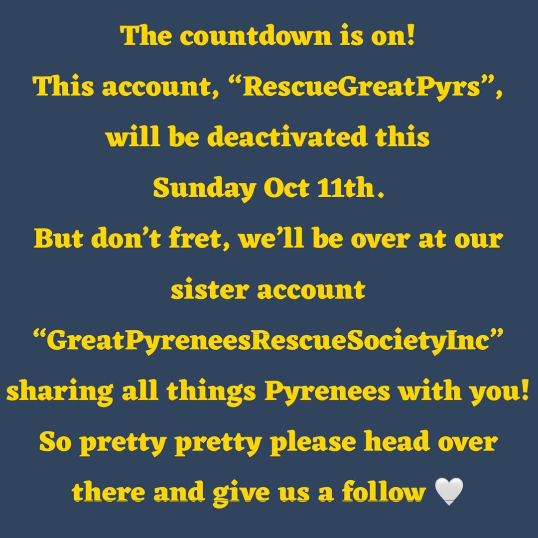 Guys it’s happening! We will finally have one Instagram account for you! Thanks for your continued support. Follow us @greatpyreneesrescuesocietyinc ♥️