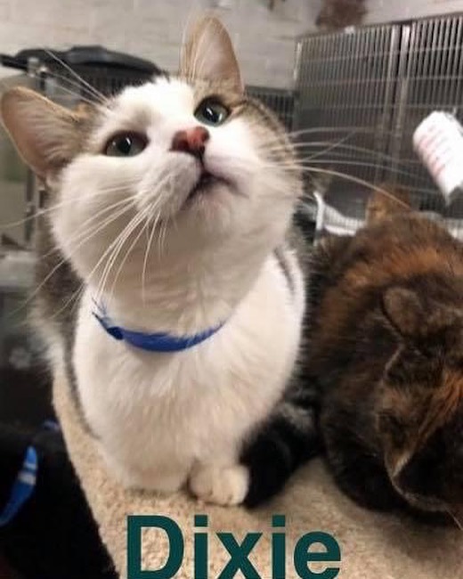 Fupi Cat of the Day 

Petsmart Charleston/ Nellis 

One year old Dixie is a friendly cutie pie, who does well with other cats. His adopt fee is just $100.00,