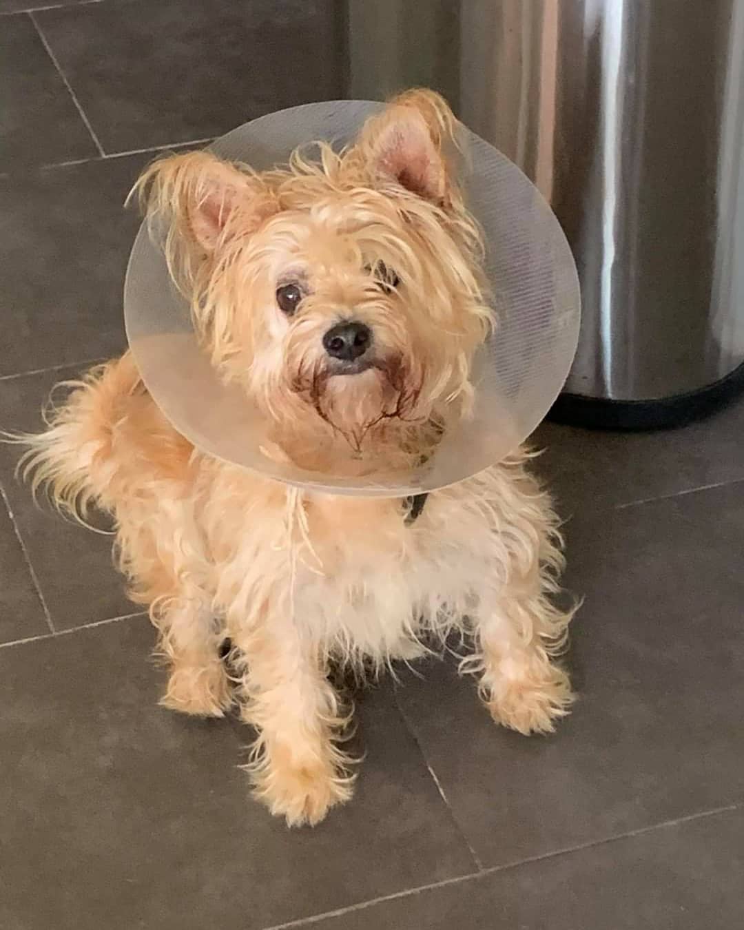 Welcome to ALDR, Lilly!💗

This sweet little 7 year old yorkie/chi mix came to us from the Hillsborough County Pet Resource Center after she was surrendered with several of her housemates when their owner went into assisted living and was not expected to make a recovery. 💔

Lilly is such a lovebug that is the happiest when she is as close to you as possible snuggling. She also loves giving kisses, going on walks and is VERY polite on a leash and is potty trained. Lilly is currently in a foster home with small and large dog, as well as a cat and seems most comfortable around small dogs, ignores the cat, and is fine with large dogs as long as they don't get in her face. It's safe to say that she is the perfect little lady and so adorable! 😍

Lilly's ideal home would be with owners that are home most of the time, as she does have separation anxiety and prefers to spend as much of her time as possible with her person. 💗

If you are interested in adopting Lilly, please fill out the adoption application on our website at animalluvrs.org, or email us at animalluvrsdreamrescue@gmail.com for more information. <a target='_blank' href='https://www.instagram.com/explore/tags/ALDR/'>#ALDR</a> <a target='_blank' href='https://www.instagram.com/explore/tags/rescueddogs/'>#rescueddogs</a> <a target='_blank' href='https://www.instagram.com/explore/tags/rescue/'>#rescue</a> <a target='_blank' href='https://www.instagram.com/explore/tags/rescueofinstagram/'>#rescueofinstagram</a> <a target='_blank' href='https://www.instagram.com/explore/tags/nonprofit/'>#nonprofit</a> <a target='_blank' href='https://www.instagram.com/explore/tags/fosteringsaveslives/'>#fosteringsaveslives</a> <a target='_blank' href='https://www.instagram.com/explore/tags/doglover/'>#doglover</a> <a target='_blank' href='https://www.instagram.com/explore/tags/adoptdontshop/'>#adoptdontshop</a> <a target='_blank' href='https://www.instagram.com/explore/tags/dogsoftampabay/'>#dogsoftampabay</a> <a target='_blank' href='https://www.instagram.com/explore/tags/pupsoftampa/'>#pupsoftampa</a>