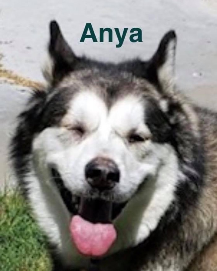 FUPI Dog of the Day

My name is Anya. I am 6 years old,  weigh about 90 pounds, am spayed , up to date on vaccines and microchipped. I am simply wonderful.  I have a suspected eye issue called Keratitis.  My eye drops are about $35 a month. My eyesight isn’t very good, but I’m still able to get around.  Husky/Malamute experience required.  Best as an only dog due to vision limitations, and some food and toy aggression issues.  Owner surrender.

Adoption fee $225.00

If interested, please complete an application at:

https://forecloseduponpets.org/dog-adoption-application/