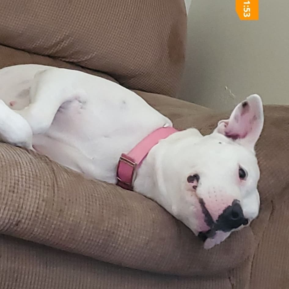 For Pitbull awareness month we would like to take a look at the Pitbull/Mixes we have rescued over the past 3 years

We will start with Delilah aka DD

On November 19, 2018, I received a call about a dog that had been left in an apartment for 5 days. The owners had moved out and left their dog. When I drove up, there was trash everywhere and the walls by the door were nearly eaten through. 
Delilah had been trying to survive and get out for 5 days. I put her in my car and fed her Cane's. She was the sweetest thing ever!
Delilah was used for breeding several times, we later found out. They took her 11 puppies and left her behind. 
Delilah suffers from separation anxiety, no surprise, she is great with kids and most dogs, cats don't bother her.
Delilah went to a foster home a few weeks after we took her in. It didn't take long for them to fall in love with her.  She has her own little human brother she adores and she is an emotional support for her mom. She still has separation anxiety issues that her mom is still working on. 
Delilah was officially adopted August 15, 2019

Here are a few pics of Delilah now, Living her best life!

<a target='_blank' href='https://www.instagram.com/explore/tags/rescuedogsrock/'>#rescuedogsrock</a>  <a target='_blank' href='https://www.instagram.com/explore/tags/pitbullawarenessmonth/'>#pitbullawarenessmonth</a> <a target='_blank' href='https://www.instagram.com/explore/tags/safehavenanimalrescue/'>#safehavenanimalrescue</a>
