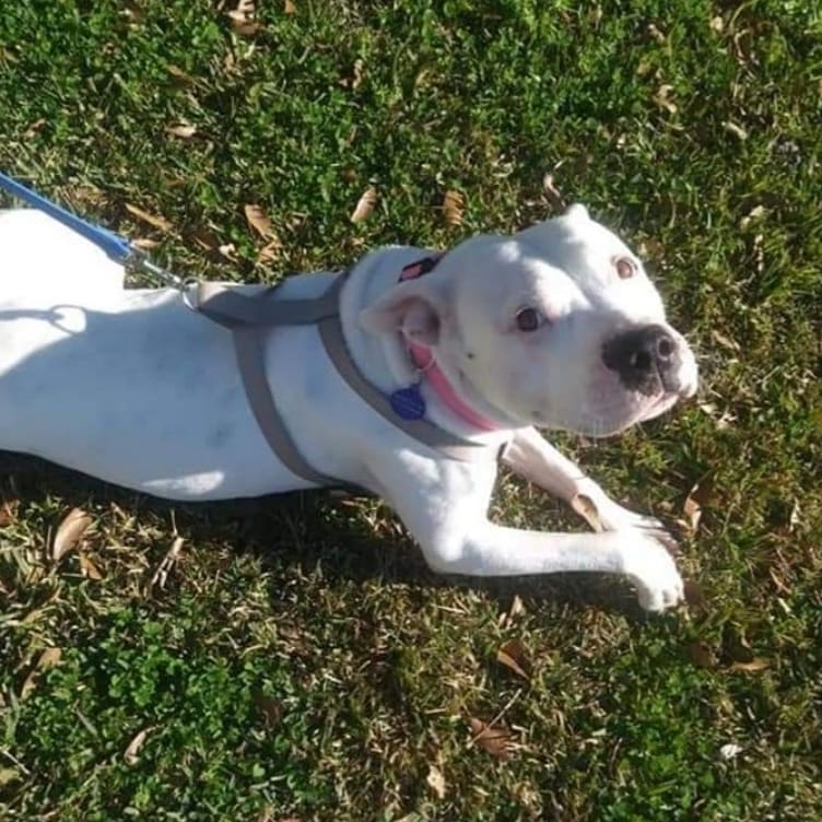 For Pitbull awareness month we would like to take a look at the Pitbull/Mixes we have rescued over the past 3 years

We will start with Delilah aka DD

On November 19, 2018, I received a call about a dog that had been left in an apartment for 5 days. The owners had moved out and left their dog. When I drove up, there was trash everywhere and the walls by the door were nearly eaten through. 
Delilah had been trying to survive and get out for 5 days. I put her in my car and fed her Cane's. She was the sweetest thing ever!
Delilah was used for breeding several times, we later found out. They took her 11 puppies and left her behind. 
Delilah suffers from separation anxiety, no surprise, she is great with kids and most dogs, cats don't bother her.
Delilah went to a foster home a few weeks after we took her in. It didn't take long for them to fall in love with her.  She has her own little human brother she adores and she is an emotional support for her mom. She still has separation anxiety issues that her mom is still working on. 
Delilah was officially adopted August 15, 2019

Here are a few pics of Delilah now, Living her best life!

<a target='_blank' href='https://www.instagram.com/explore/tags/rescuedogsrock/'>#rescuedogsrock</a>  <a target='_blank' href='https://www.instagram.com/explore/tags/pitbullawarenessmonth/'>#pitbullawarenessmonth</a> <a target='_blank' href='https://www.instagram.com/explore/tags/safehavenanimalrescue/'>#safehavenanimalrescue</a>