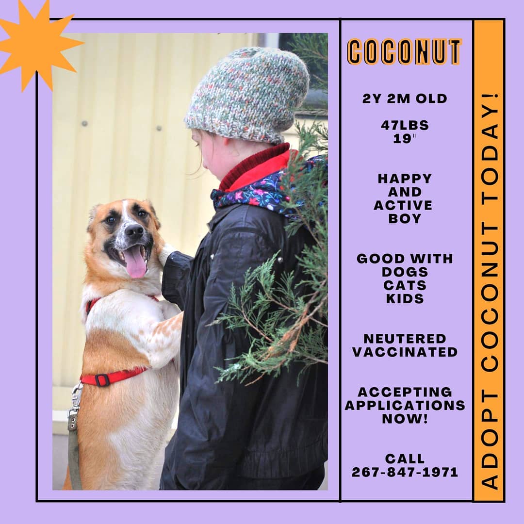 Adoption application: https://forms.gle/3bKXup3LQKFE5XhZA

<a target='_blank' href='https://www.instagram.com/explore/tags/coconut/'>#coconut</a> <a target='_blank' href='https://www.instagram.com/explore/tags/furrytalesinternational/'>#furrytalesinternational</a> <a target='_blank' href='https://www.instagram.com/explore/tags/shepherdmix/'>#shepherdmix</a> <a target='_blank' href='https://www.instagram.com/explore/tags/phillyadoptables/'>#phillyadoptables</a> <a target='_blank' href='https://www.instagram.com/explore/tags/shepherdrescue/'>#shepherdrescue</a> <a target='_blank' href='https://www.instagram.com/explore/tags/animalrescueteam/'>#animalrescueteam</a> <a target='_blank' href='https://www.instagram.com/explore/tags/adoptphilly/'>#adoptphilly</a> <a target='_blank' href='https://www.instagram.com/explore/tags/adoptersneeded/'>#adoptersneeded</a> <a target='_blank' href='https://www.instagram.com/explore/tags/adoptabledog/'>#adoptabledog</a> <a target='_blank' href='https://www.instagram.com/explore/tags/adoptabledogs/'>#adoptabledogs</a> <a target='_blank' href='https://www.instagram.com/explore/tags/adoptme/'>#adoptme</a> <a target='_blank' href='https://www.instagram.com/explore/tags/dogforadoption/'>#dogforadoption</a> <a target='_blank' href='https://www.instagram.com/explore/tags/rescueteam/'>#rescueteam</a> <a target='_blank' href='https://www.instagram.com/explore/tags/phillydogs/'>#phillydogs</a> <a target='_blank' href='https://www.instagram.com/explore/tags/dogsofphilly/'>#dogsofphilly</a> <a target='_blank' href='https://www.instagram.com/explore/tags/lookingforhome/'>#lookingforhome</a> <a target='_blank' href='https://www.instagram.com/explore/tags/petfinder/'>#petfinder</a> <a target='_blank' href='https://www.instagram.com/explore/tags/padogs/'>#padogs</a> <a target='_blank' href='https://www.instagram.com/explore/tags/njdogs/'>#njdogs</a> <a target='_blank' href='https://www.instagram.com/explore/tags/adoptionjourney/'>#adoptionjourney</a> <a target='_blank' href='https://www.instagram.com/explore/tags/rescuelife/'>#rescuelife</a> <a target='_blank' href='https://www.instagram.com/explore/tags/fourleggedfriend/'>#fourleggedfriend</a> <a target='_blank' href='https://www.instagram.com/explore/tags/dogrescue/'>#dogrescue</a> <a target='_blank' href='https://www.instagram.com/explore/tags/adoptable/'>#adoptable</a> <a target='_blank' href='https://www.instagram.com/explore/tags/adoptadog/'>#adoptadog</a> <a target='_blank' href='https://www.instagram.com/explore/tags/petadoption/'>#petadoption</a> <a target='_blank' href='https://www.instagram.com/explore/tags/animalrescue/'>#animalrescue</a>