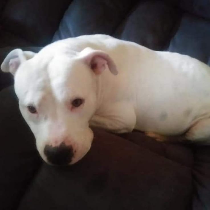 For Pitbull awareness month we would like to take a look at the Pitbull/Mixes we have rescued over the past 3 years

We will start with Delilah aka DD

On November 19, 2018, I received a call about a dog that had been left in an apartment for 5 days. The owners had moved out and left their dog. When I drove up, there was trash everywhere and the walls by the door were nearly eaten through. 
Delilah had been trying to survive and get out for 5 days. I put her in my car and fed her Cane's. She was the sweetest thing ever!
Delilah was used for breeding several times, we later found out. They took her 11 puppies and left her behind. 
Delilah suffers from separation anxiety, no surprise, she is great with kids and most dogs, cats don't bother her.
Delilah went to a foster home a few weeks after we took her in. It didn't take long for them to fall in love with her.  She has her own little human brother she adores and she is an emotional support for her mom. She still has separation anxiety issues that her mom is still working on. 
Delilah was officially adopted August 15, 2019

Here are a few pics of Delilah now, Living her best life!

<a target='_blank' href='https://www.instagram.com/explore/tags/rescuedogsrock/'>#rescuedogsrock</a>  <a target='_blank' href='https://www.instagram.com/explore/tags/pitbullawarenessmonth/'>#pitbullawarenessmonth</a> <a target='_blank' href='https://www.instagram.com/explore/tags/safehavenanimalrescue/'>#safehavenanimalrescue</a>