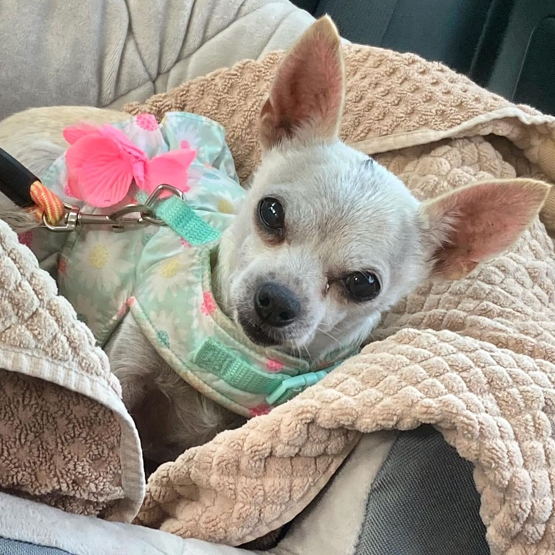 Pearl is at the vet for a pedicure and check up ❤️
This fashionista is still available for adoption! She’s a sweet and shy senior that needs a special home 🐾🐾🐾
.
.
DM or email kylie@snap-sandiego.org for more info 
.
.
<a target='_blank' href='https://www.instagram.com/explore/tags/friendsofsnap/'>#friendsofsnap</a> <a target='_blank' href='https://www.instagram.com/explore/tags/adoptdontshop/'>#adoptdontshop</a> <a target='_blank' href='https://www.instagram.com/explore/tags/adoptme/'>#adoptme</a> <a target='_blank' href='https://www.instagram.com/explore/tags/chihuahua/'>#chihuahua</a>