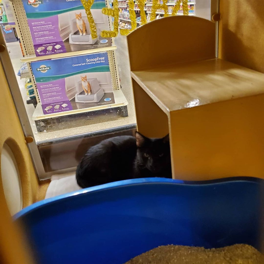 Come to petsmart in coconut point every weekend from 11-3 to help these kitties find a loving home!! The kittens are $125 all shots and neuteured included. Adult cats are $100 shots and neutered included as well.