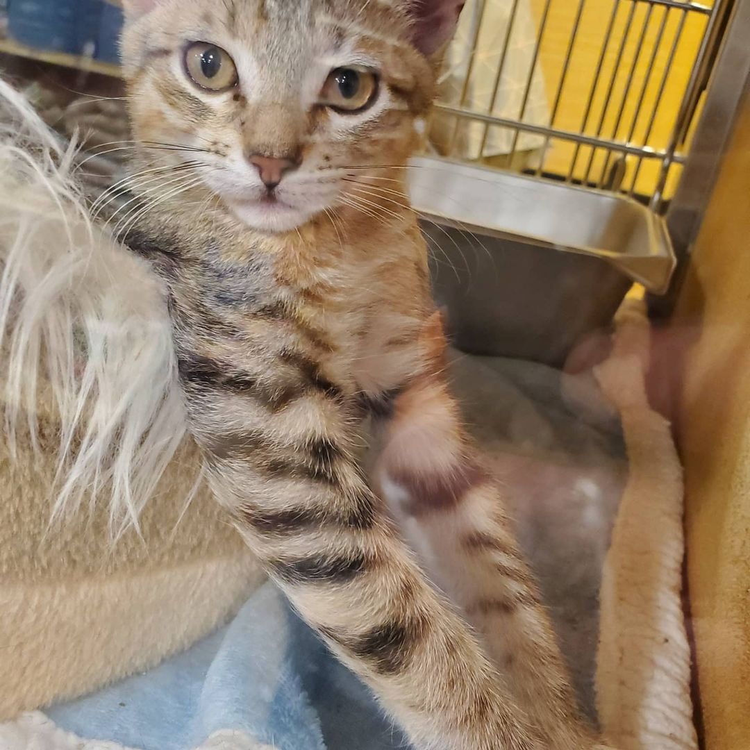 Come to petsmart in coconut point every weekend from 11-3 to help these kitties find a loving home!! The kittens are $125 all shots and neuteured included. Adult cats are $100 shots and neutered included as well.