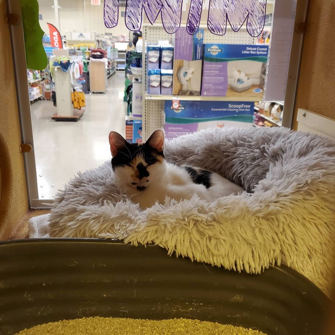 Come to petsmart in coconut point every weekend from 11-3 to help these kitties find a loving home!! The kittens are $125 all shots and neuteured included. Adult cats are $100 shots and neutered included as well.