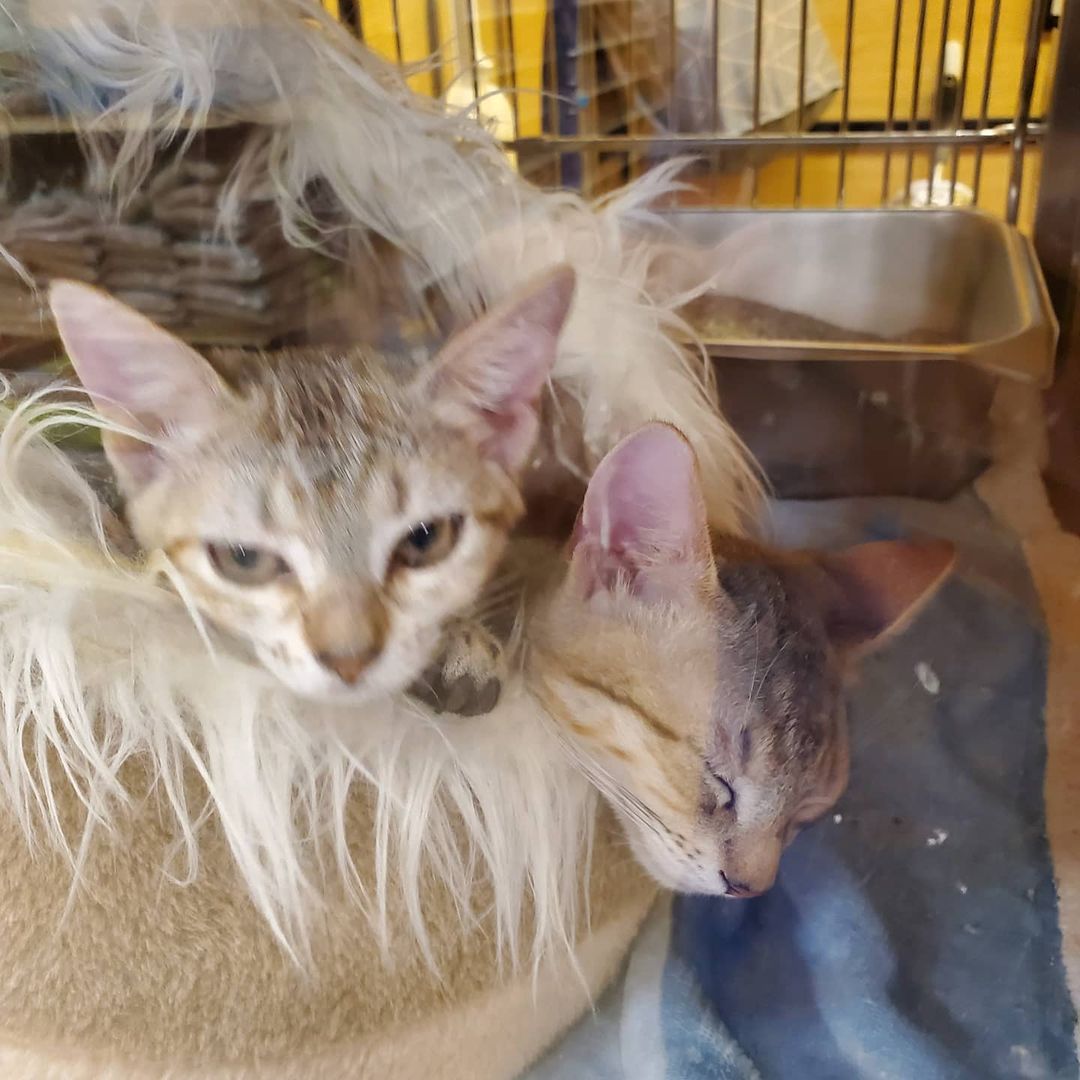 Come to petsmart in coconut point every weekend from 11-3 to help these kitties find a loving home!! The kittens are $125 all shots and neuteured included. Adult cats are $100 shots and neutered included as well.