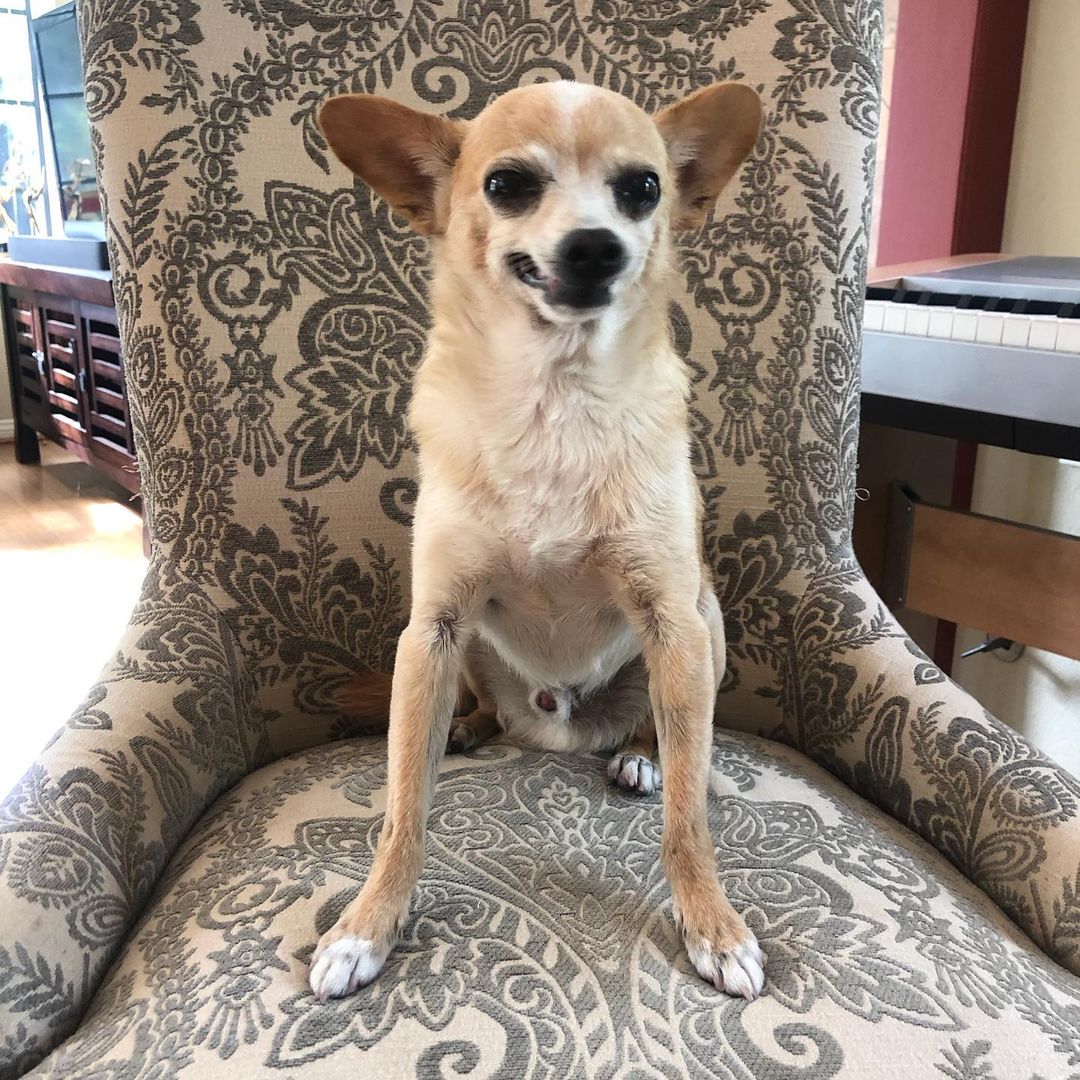 Hi Friends! 🐾
My name is Jasper & I’m a senior Chihuahua needing a forever home ❤️🐾
I’m a rescue currently in a foster home. I would love to be the only pet! I’m very cuddly, love walks and a good car ride! 
A long walk on the beach and peanut butter is the key to my ❤️.
Interested in more info? Send an email to kylie@snap-sandiego.org
.
.
.
<a target='_blank' href='https://www.instagram.com/explore/tags/friendsofsnap/'>#friendsofsnap</a> <a target='_blank' href='https://www.instagram.com/explore/tags/snapsandiego/'>#snapsandiego</a> <a target='_blank' href='https://www.instagram.com/explore/tags/chihuahua/'>#chihuahua</a> <a target='_blank' href='https://www.instagram.com/explore/tags/adoptme/'>#adoptme</a> <a target='_blank' href='https://www.instagram.com/explore/tags/rescuedog/'>#rescuedog</a> <a target='_blank' href='https://www.instagram.com/explore/tags/fosteringsaveslives/'>#fosteringsaveslives</a>