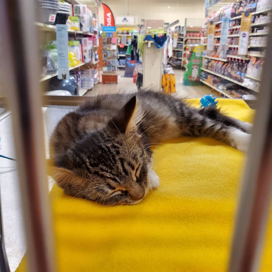 Come to petsmart in coconut point every weekend from 11-3 to help these kitties find a loving home!! The kittens are $125 all shots and neuteured included. Adult cats are $100 shots and neutered included as well.