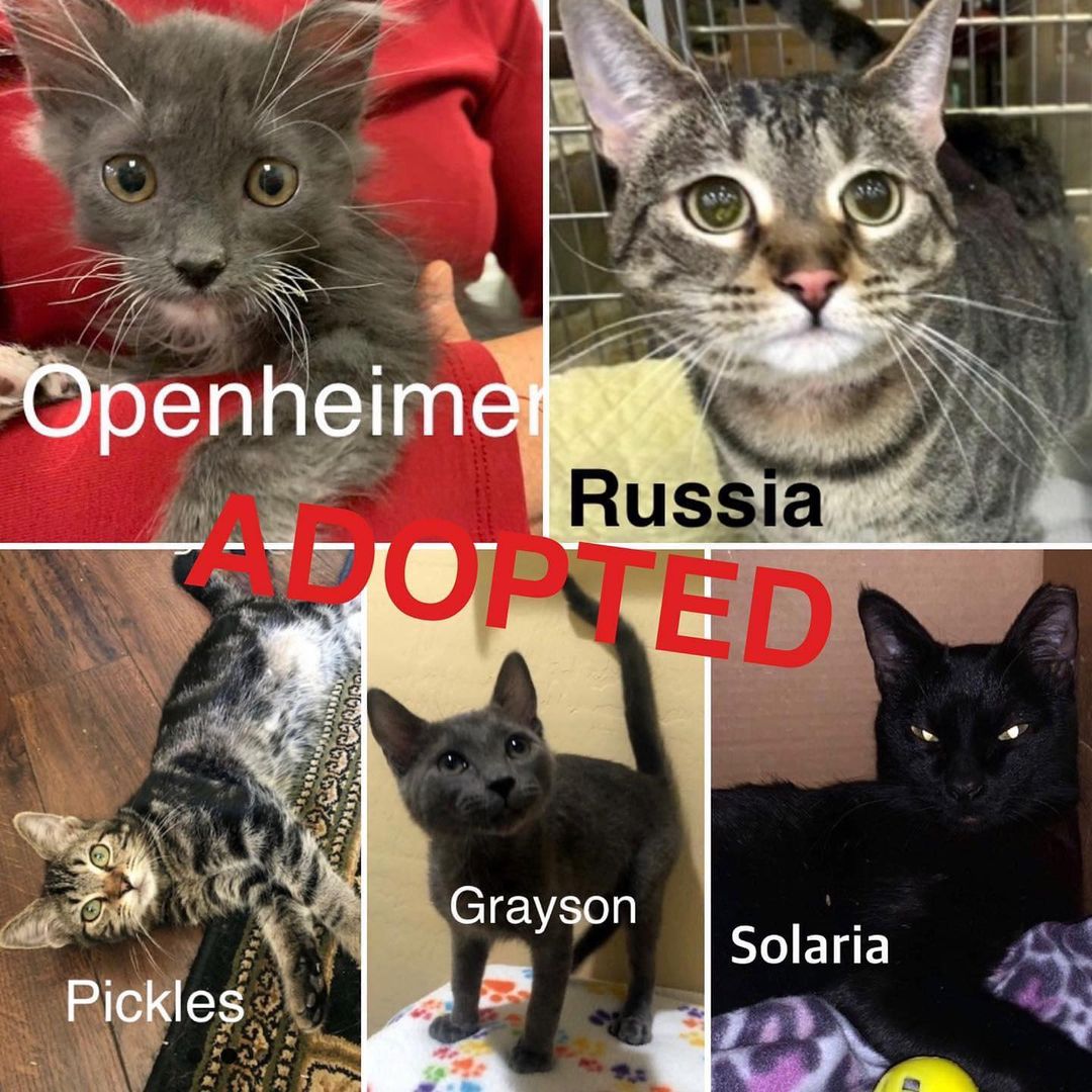 Yay yay - more Fupi Felines headed to their forever homes 

Thank you all!! 🎉❤️😻