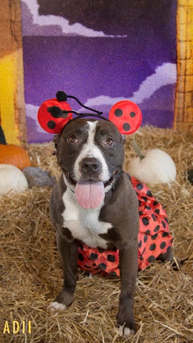 Our pups are ready to Trick or Treat with you! 🎃 🐶 This Halloween may look a little different, but these amazing pups are ready to stay in with you cuddled on the couch watching spooky movies with tasty treats. Meet Philly’s homeless pups in search of a forever home @acctphilly  Want to foster or adopt?  DM me!

Photos by @callmebutterfield 
Backdrop by @alexeckmanlawn