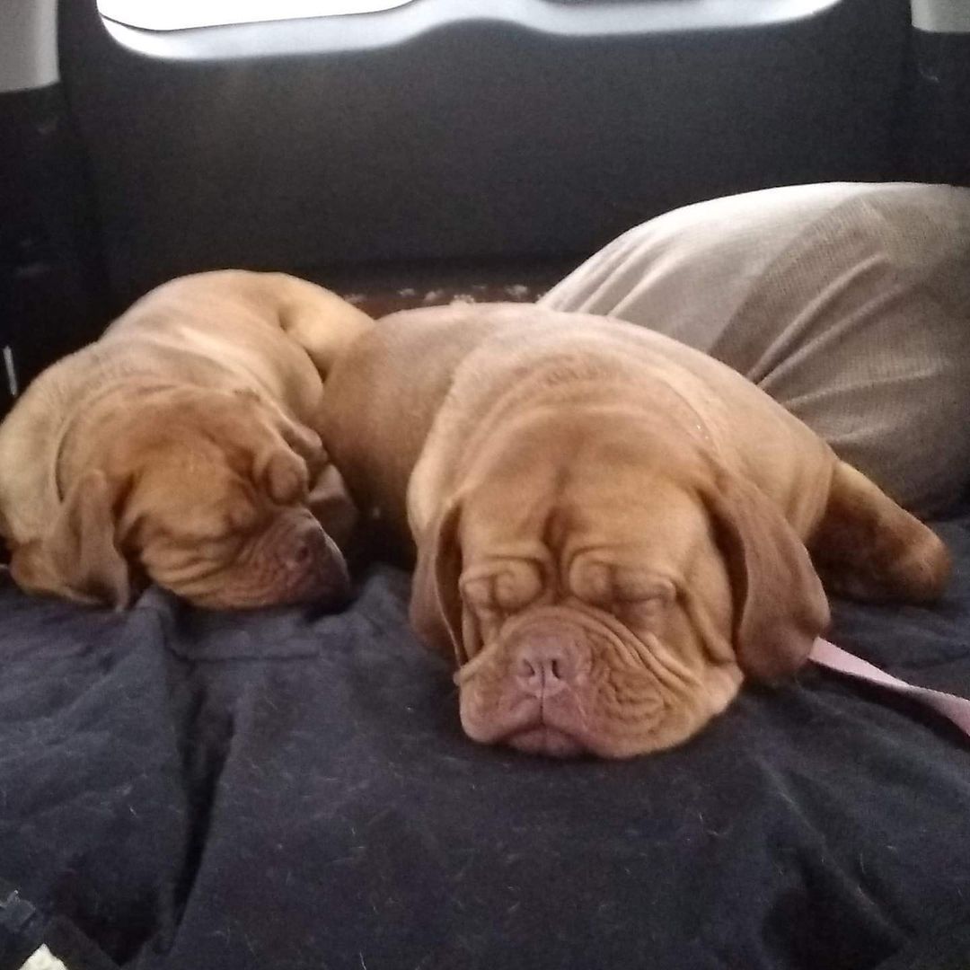 Charlotte  and Carmen were adopted together!