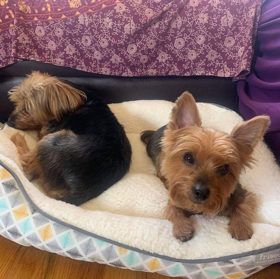 Introducing our bonded Yorkie sisters Freya and Gaia 

These five year old sisters are the life of the party and will keep you on your toes. 

If you are familiar with, have Yorkie experience  and love the  breed, these girls are for you!! 

We are looking for a very specific home for these girls, where they will thrive with their new human.  You must have Yorkie experience, no other pets (Gaia loves her sister and wants you and  her all to herself). 
Children in the home would not be ideal, because once again, Gaia can get protective of her human and her things,  children will not understand that. 

So Freya is the Yin to Gaia’s Yang.  Freya is more on the calm, laid back relaxed side.  Gaia is a wind up toy with super charged batteries 🔋 🤪

Both girls are spayed and fully Vetted.  Gaia Has alopecia, so her hair is on the thinner side.  Blood work has been checked in both girls and is normal. 

If you fit ALL OF THE QUALIFICATIONS and think these are the girls for you,  please submit an application right away!  Don’t hesitate,  they will be snatched up quickly