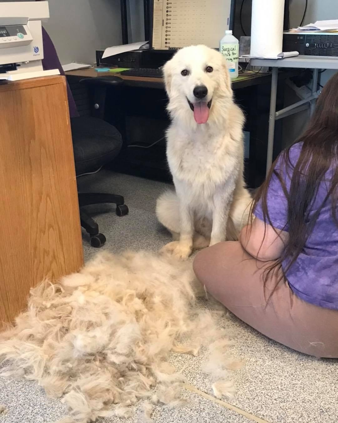 Meet Woody! Came to ARF from WCSPCA as an owner surrender estimated at 2 yrs old. Look at that smile after all that matted hair was removed. Soon available for adoption after getting settled in 🐾