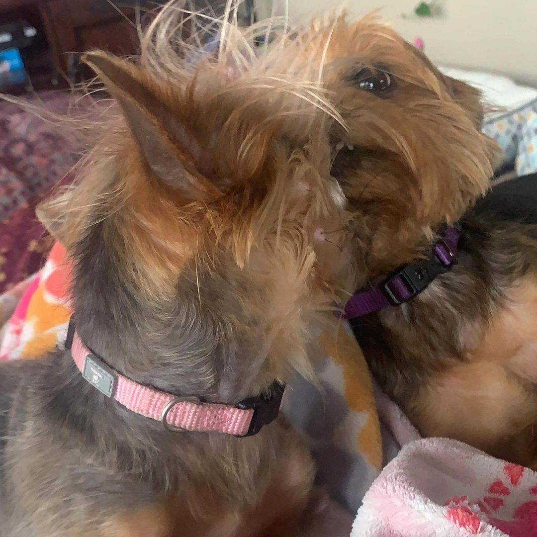 Introducing our bonded Yorkie sisters Freya and Gaia 

These five year old sisters are the life of the party and will keep you on your toes. 

If you are familiar with, have Yorkie experience  and love the  breed, these girls are for you!! 

We are looking for a very specific home for these girls, where they will thrive with their new human.  You must have Yorkie experience, no other pets (Gaia loves her sister and wants you and  her all to herself). 
Children in the home would not be ideal, because once again, Gaia can get protective of her human and her things,  children will not understand that. 

So Freya is the Yin to Gaia’s Yang.  Freya is more on the calm, laid back relaxed side.  Gaia is a wind up toy with super charged batteries 🔋 🤪

Both girls are spayed and fully Vetted.  Gaia Has alopecia, so her hair is on the thinner side.  Blood work has been checked in both girls and is normal. 

If you fit ALL OF THE QUALIFICATIONS and think these are the girls for you,  please submit an application right away!  Don’t hesitate,  they will be snatched up quickly