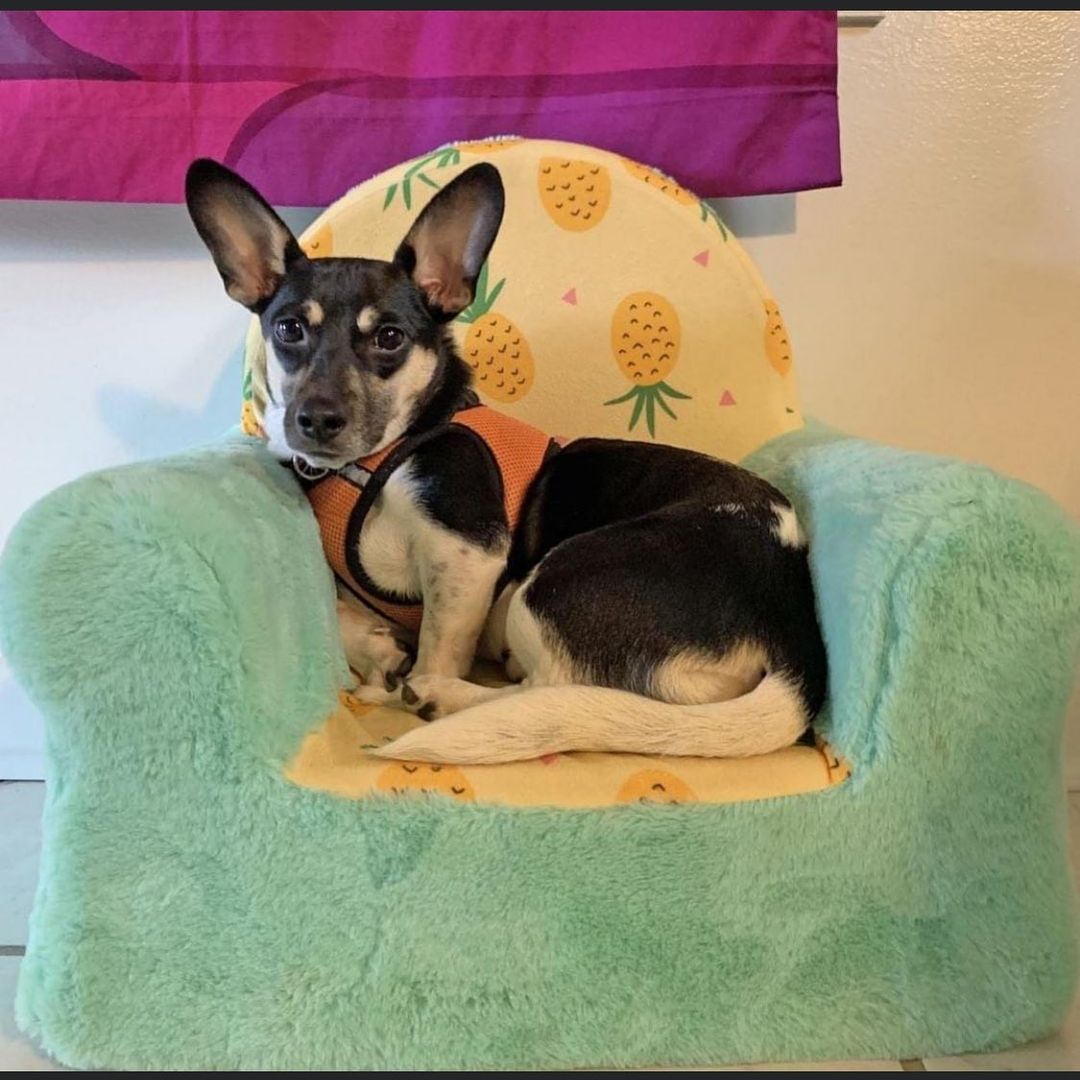 Meet: Arielle is a playful 1-year-old Corgi mix who enjoys napping, chewing on a bone, and playing with other dogs. She’s a little skittish and needs additional leash and house training. Arielle enjoys being outside, hiking, cuddling, and being part of a pack. She’s typically gentle with humans and has a big bark for a little dog. 

She would benefit from additional discipline and training. She is motivated by praise, patience, attention, and treats. 

Arielle came to us slightly underweight and has gotten to be more active as she has gotten stronger. She would benefit from regular exercise and long walks.
.
.

<a target='_blank' href='https://www.instagram.com/explore/tags/adoptadog/'>#adoptadog</a> <a target='_blank' href='https://www.instagram.com/explore/tags/adoptapuppy/'>#adoptapuppy</a> <a target='_blank' href='https://www.instagram.com/explore/tags/adoptaseniordog/'>#adoptaseniordog</a> <a target='_blank' href='https://www.instagram.com/explore/tags/adoptasenior/'>#adoptasenior</a> <a target='_blank' href='https://www.instagram.com/explore/tags/puppy/'>#puppy</a> <a target='_blank' href='https://www.instagram.com/explore/tags/puppies/'>#puppies</a> <a target='_blank' href='https://www.instagram.com/explore/tags/puppyforadoption/'>#puppyforadoption</a> <a target='_blank' href='https://www.instagram.com/explore/tags/puppiesforadoption/'>#puppiesforadoption</a> <a target='_blank' href='https://www.instagram.com/explore/tags/terrier/'>#terrier</a> <a target='_blank' href='https://www.instagram.com/explore/tags/dachshund/'>#dachshund</a> <a target='_blank' href='https://www.instagram.com/explore/tags/dogsofinstagram/'>#dogsofinstagram</a> <a target='_blank' href='https://www.instagram.com/explore/tags/shepherdmix/'>#shepherdmix</a> <a target='_blank' href='https://www.instagram.com/explore/tags/labsofinstagram/'>#labsofinstagram</a> <a target='_blank' href='https://www.instagram.com/explore/tags/labradorretriever/'>#labradorretriever</a> <a target='_blank' href='https://www.instagram.com/explore/tags/pittiesofinstagram/'>#pittiesofinstagram</a>  <a target='_blank' href='https://www.instagram.com/explore/tags/greatpyrenees/'>#greatpyrenees</a> <a target='_blank' href='https://www.instagram.com/explore/tags/germanpointer/'>#germanpointer</a> <a target='_blank' href='https://www.instagram.com/explore/tags/labradorretriever/'>#labradorretriever</a> <a target='_blank' href='https://www.instagram.com/explore/tags/puppiesofinsta/'>#puppiesofinsta</a> <a target='_blank' href='https://www.instagram.com/explore/tags/adoptionjourney/'>#adoptionjourney</a> <a target='_blank' href='https://www.instagram.com/explore/tags/adoptionstory/'>#adoptionstory</a> <a target='_blank' href='https://www.instagram.com/explore/tags/adoptionstories/'>#adoptionstories</a> <a target='_blank' href='https://www.instagram.com/explore/tags/adoptadog/'>#adoptadog</a> <a target='_blank' href='https://www.instagram.com/explore/tags/husky/'>#husky</a> <a target='_blank' href='https://www.instagram.com/explore/tags/huskies/'>#huskies</a> <a target='_blank' href='https://www.instagram.com/explore/tags/huskiesofinstagram/'>#huskiesofinstagram</a> <a target='_blank' href='https://www.instagram.com/explore/tags/huskieshere/'>#huskieshere</a> <a target='_blank' href='https://www.instagram.com/explore/tags/huskiemix/'>#huskiemix</a> <a target='_blank' href='https://www.instagram.com/explore/tags/jackrussellterrier/'>#jackrussellterrier</a> <a target='_blank' href='https://www.instagram.com/explore/tags/chihuahuasofinstagram/'>#chihuahuasofinstagram</a>