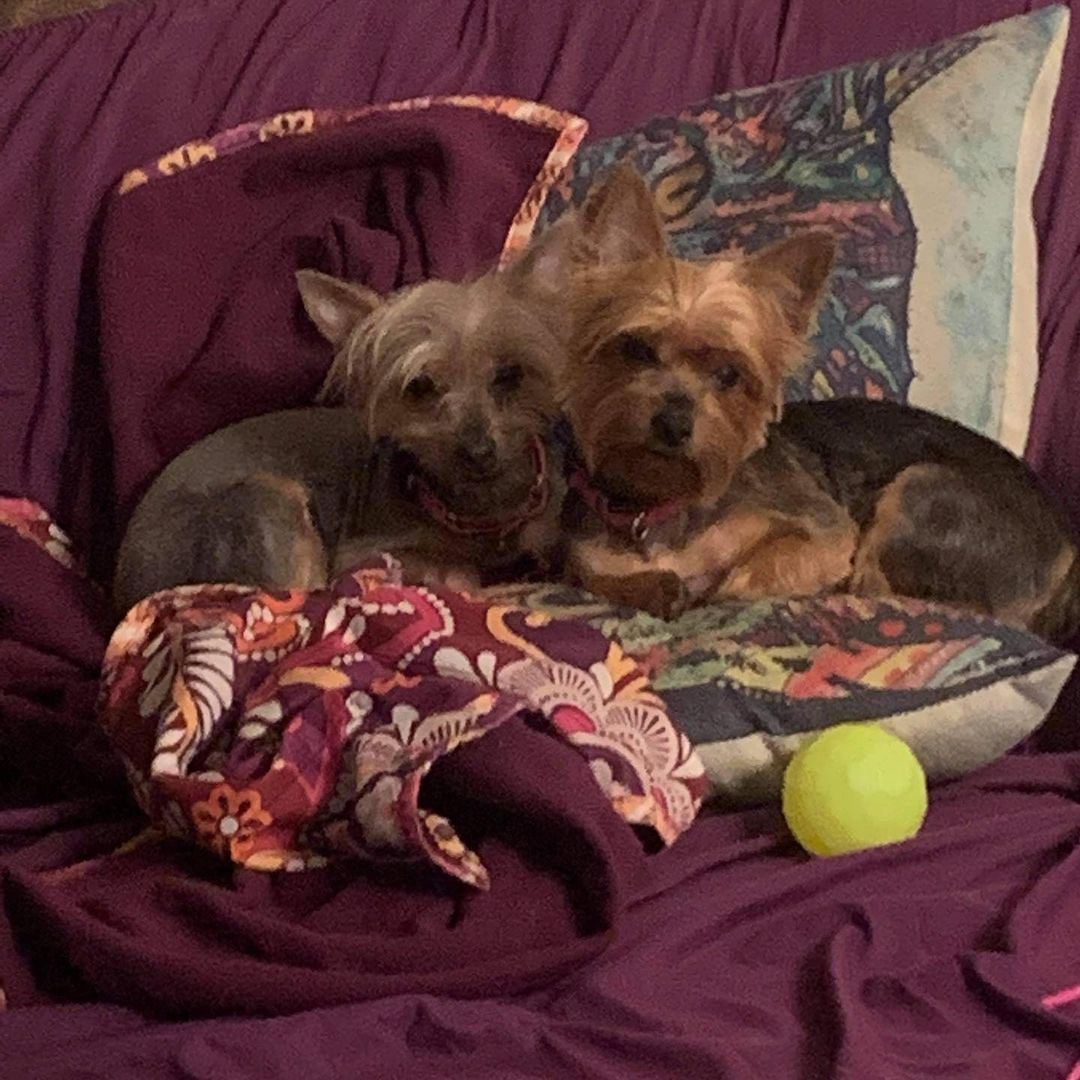 Introducing our bonded Yorkie sisters Freya and Gaia 

These five year old sisters are the life of the party and will keep you on your toes. 

If you are familiar with, have Yorkie experience  and love the  breed, these girls are for you!! 

We are looking for a very specific home for these girls, where they will thrive with their new human.  You must have Yorkie experience, no other pets (Gaia loves her sister and wants you and  her all to herself). 
Children in the home would not be ideal, because once again, Gaia can get protective of her human and her things,  children will not understand that. 

So Freya is the Yin to Gaia’s Yang.  Freya is more on the calm, laid back relaxed side.  Gaia is a wind up toy with super charged batteries 🔋 🤪

Both girls are spayed and fully Vetted.  Gaia Has alopecia, so her hair is on the thinner side.  Blood work has been checked in both girls and is normal. 

If you fit ALL OF THE QUALIFICATIONS and think these are the girls for you,  please submit an application right away!  Don’t hesitate,  they will be snatched up quickly