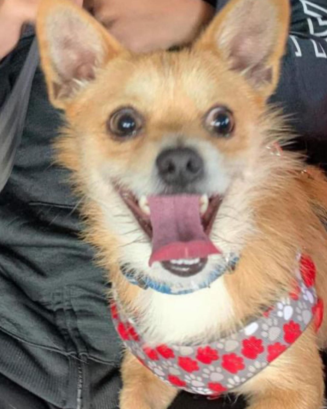 Next up we have Benji ! Adorable name for an adorable pup!  Benji is a 2 and half yeat old Chihuahua Cairn Terrier mix who is very sweet with people and children. Benji is looking for his forever home, please help him out with a loving home! Put in an application on our website in the bio if interested :)