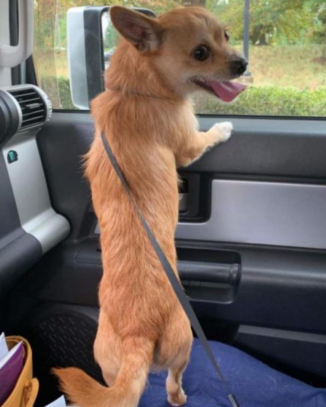 Next up we have Benji ! Adorable name for an adorable pup!  Benji is a 2 and half yeat old Chihuahua Cairn Terrier mix who is very sweet with people and children. Benji is looking for his forever home, please help him out with a loving home! Put in an application on our website in the bio if interested :)